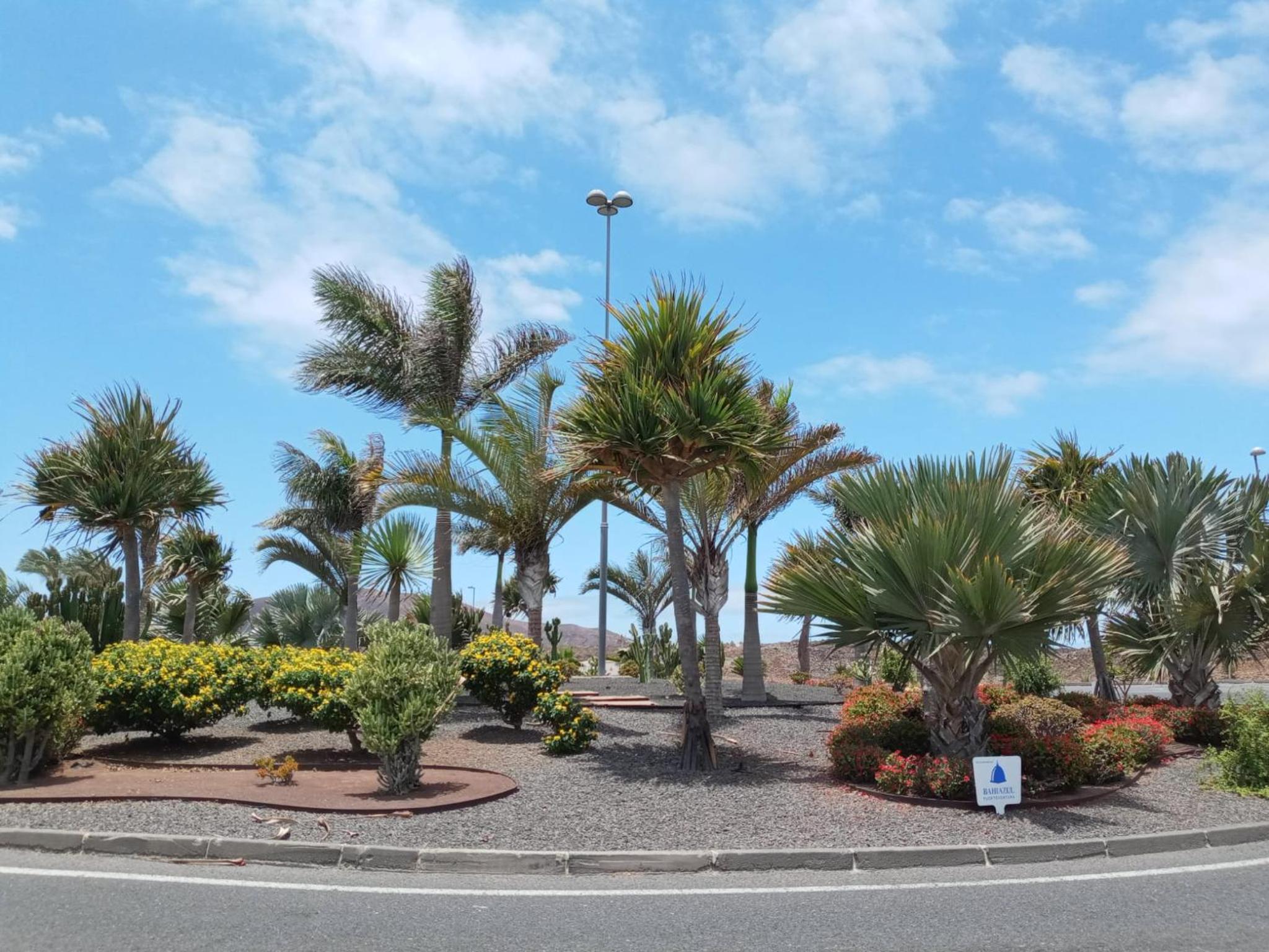 La flor del Atlantico