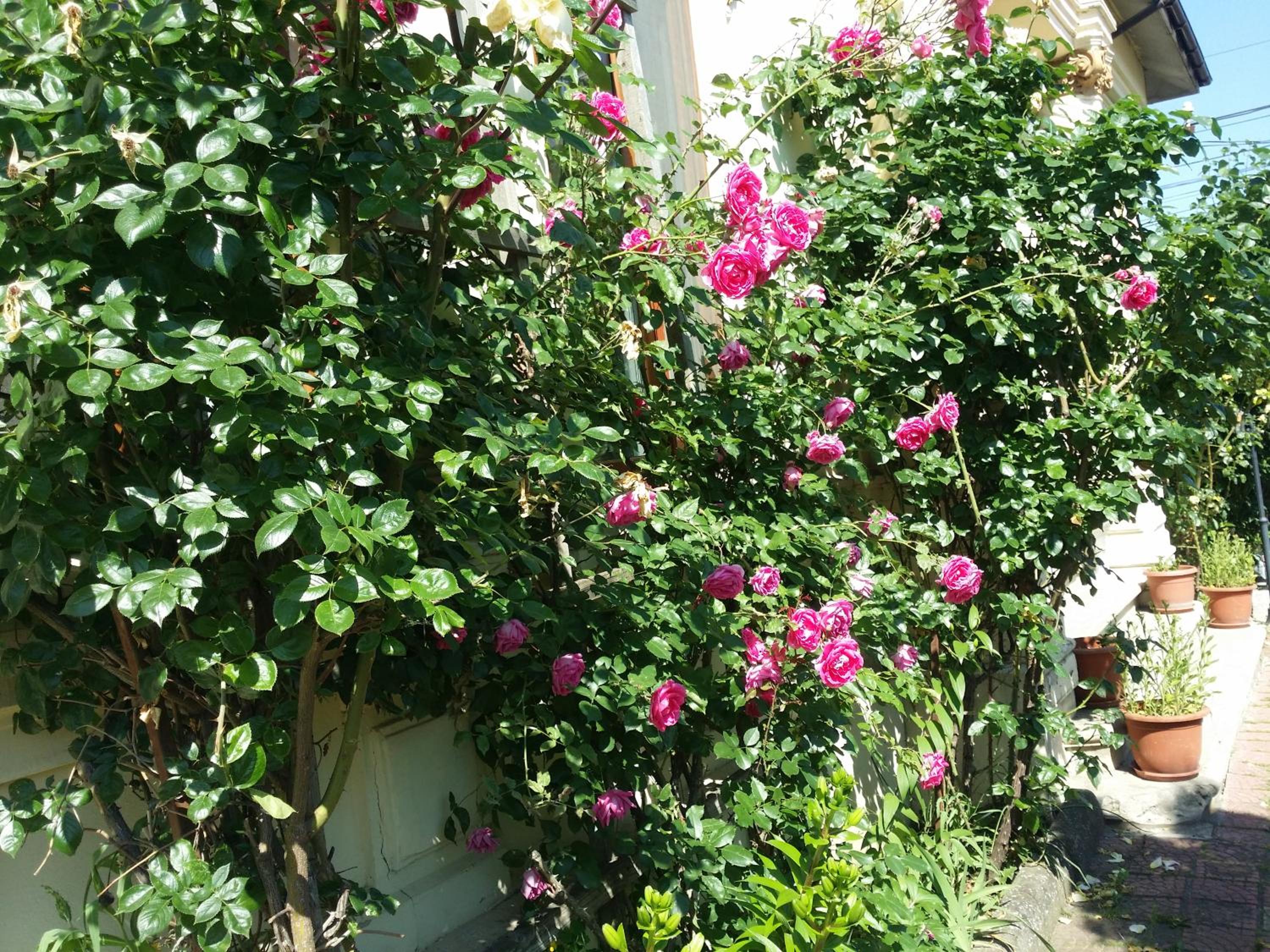 Photo 49