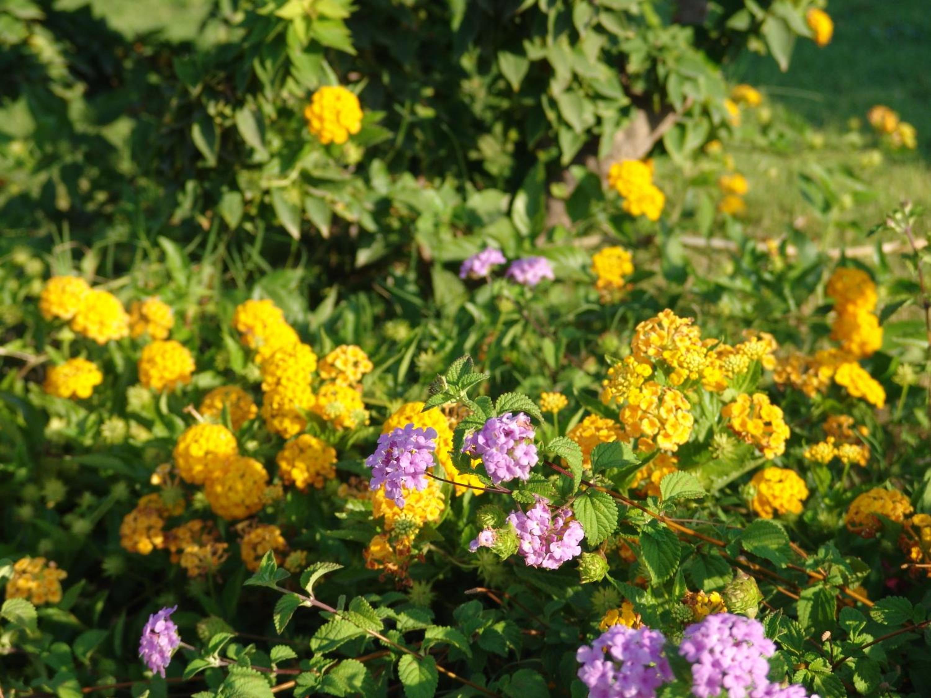 Photo 42