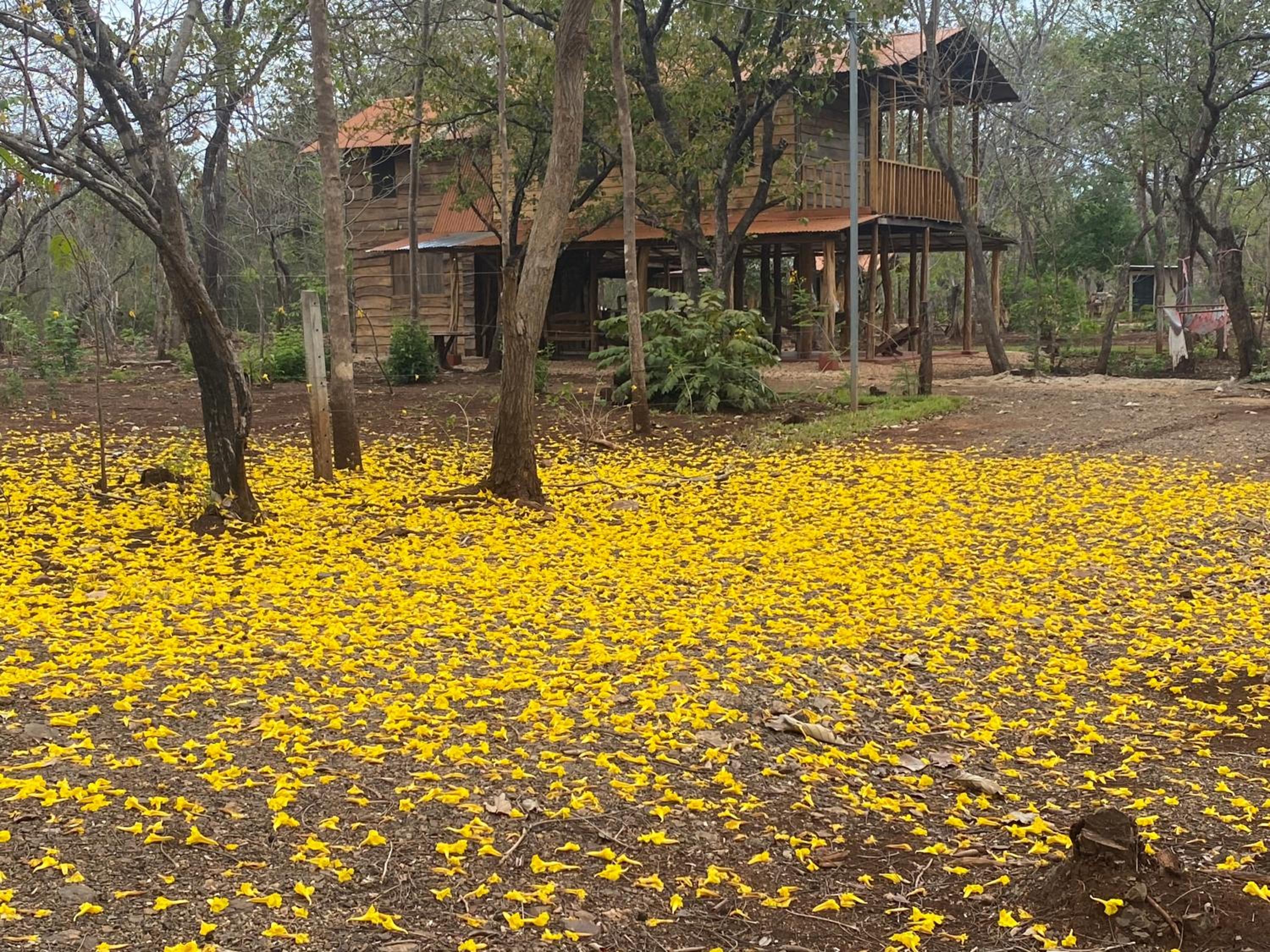 Finca Avellanas view 5