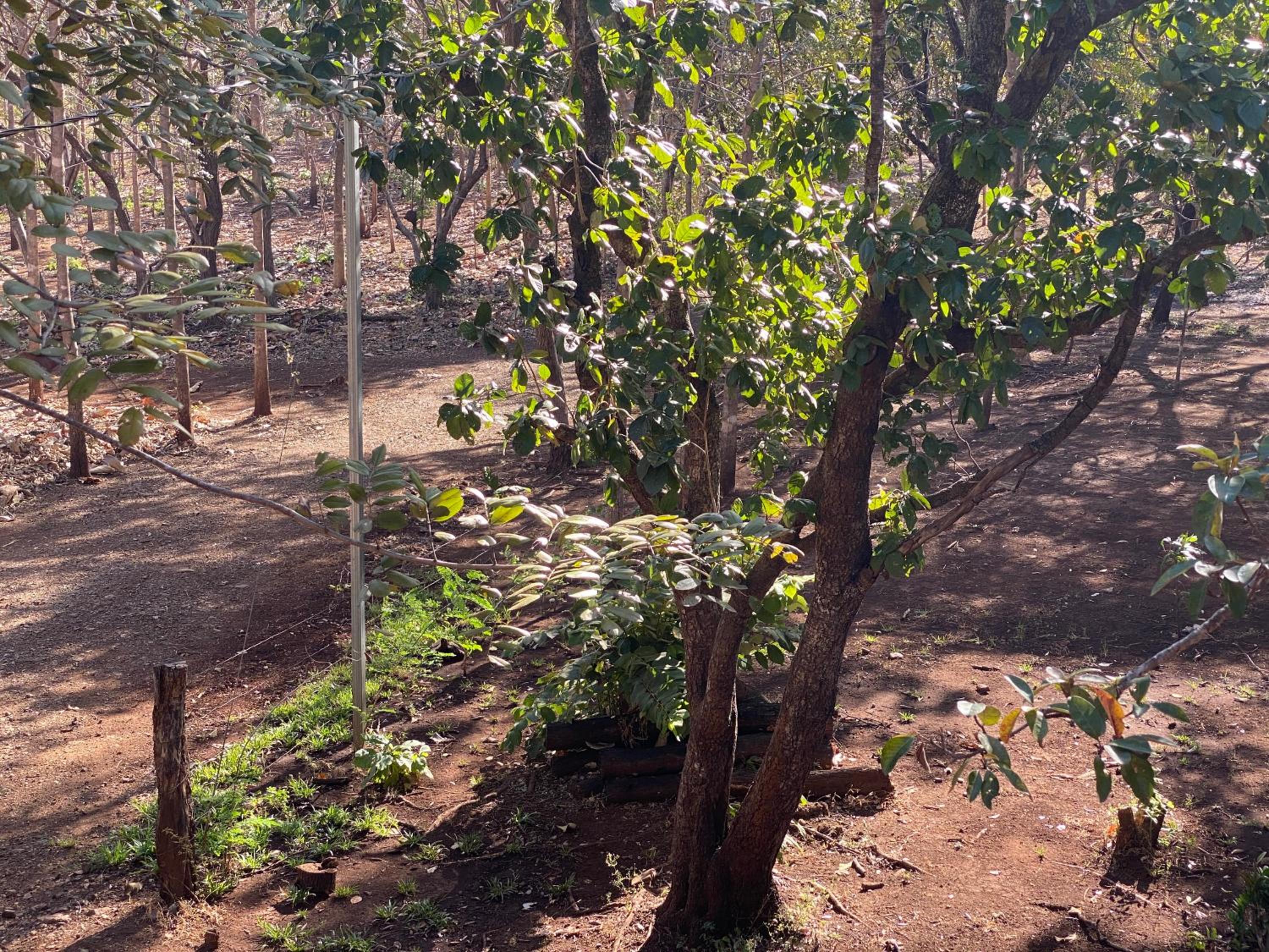 Finca Avellanas view 4