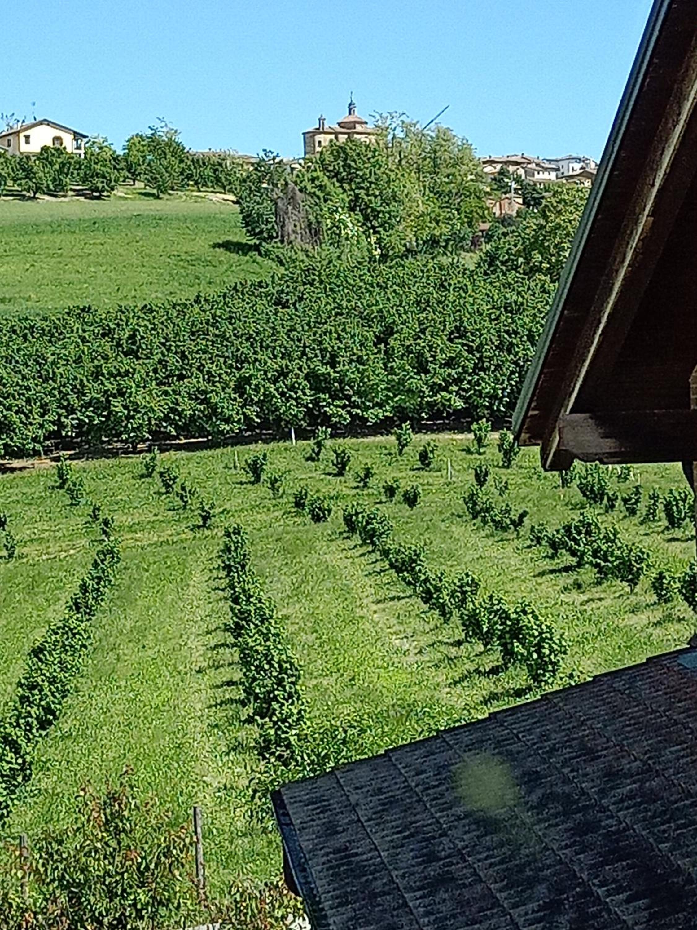 Vite diPinte 1 bilocale in langa view 4