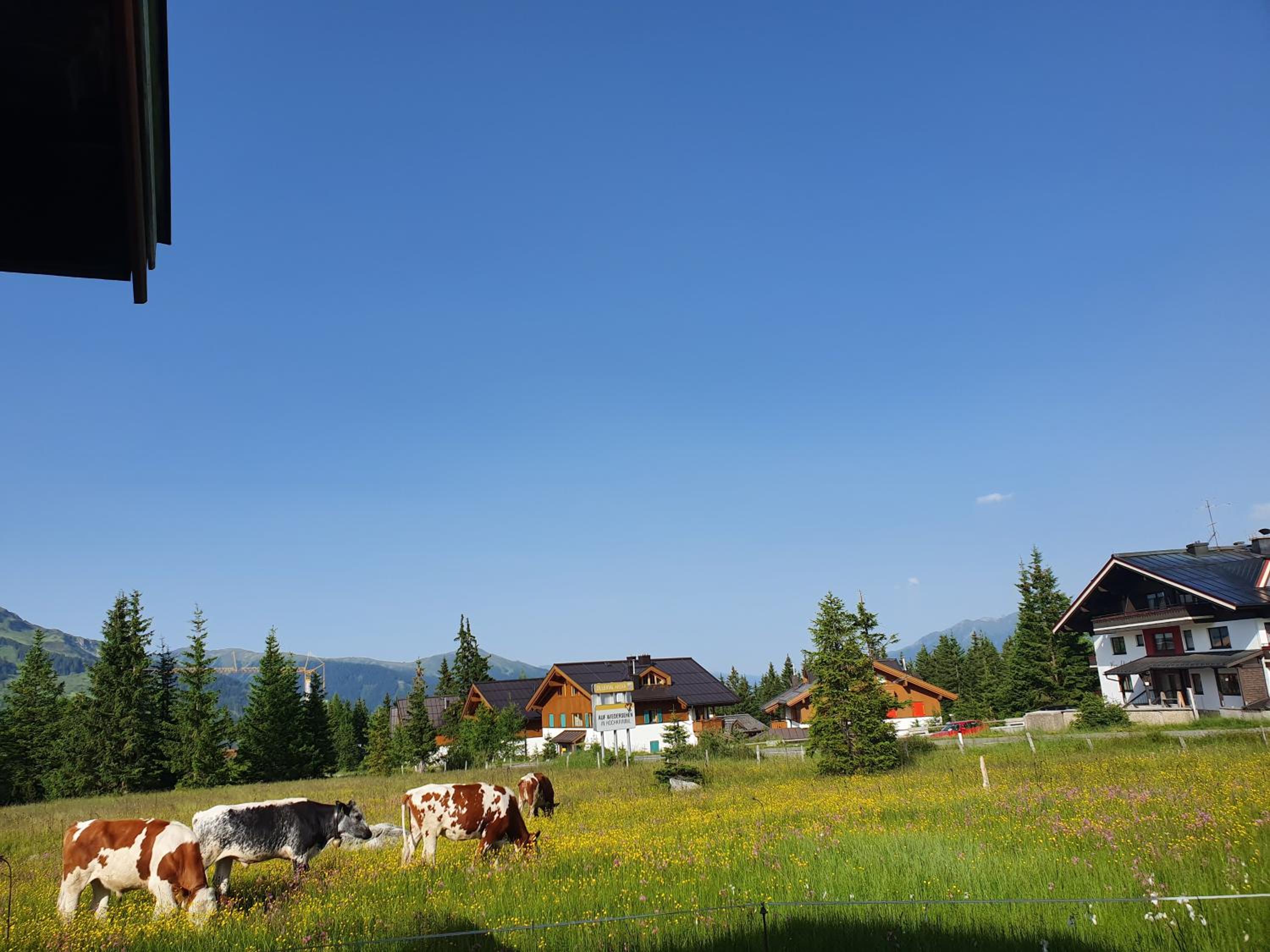 Appartement Pension Bäckenhäusl FERIENWOHNUNGEN Chalets Hütten Komfortzimmer