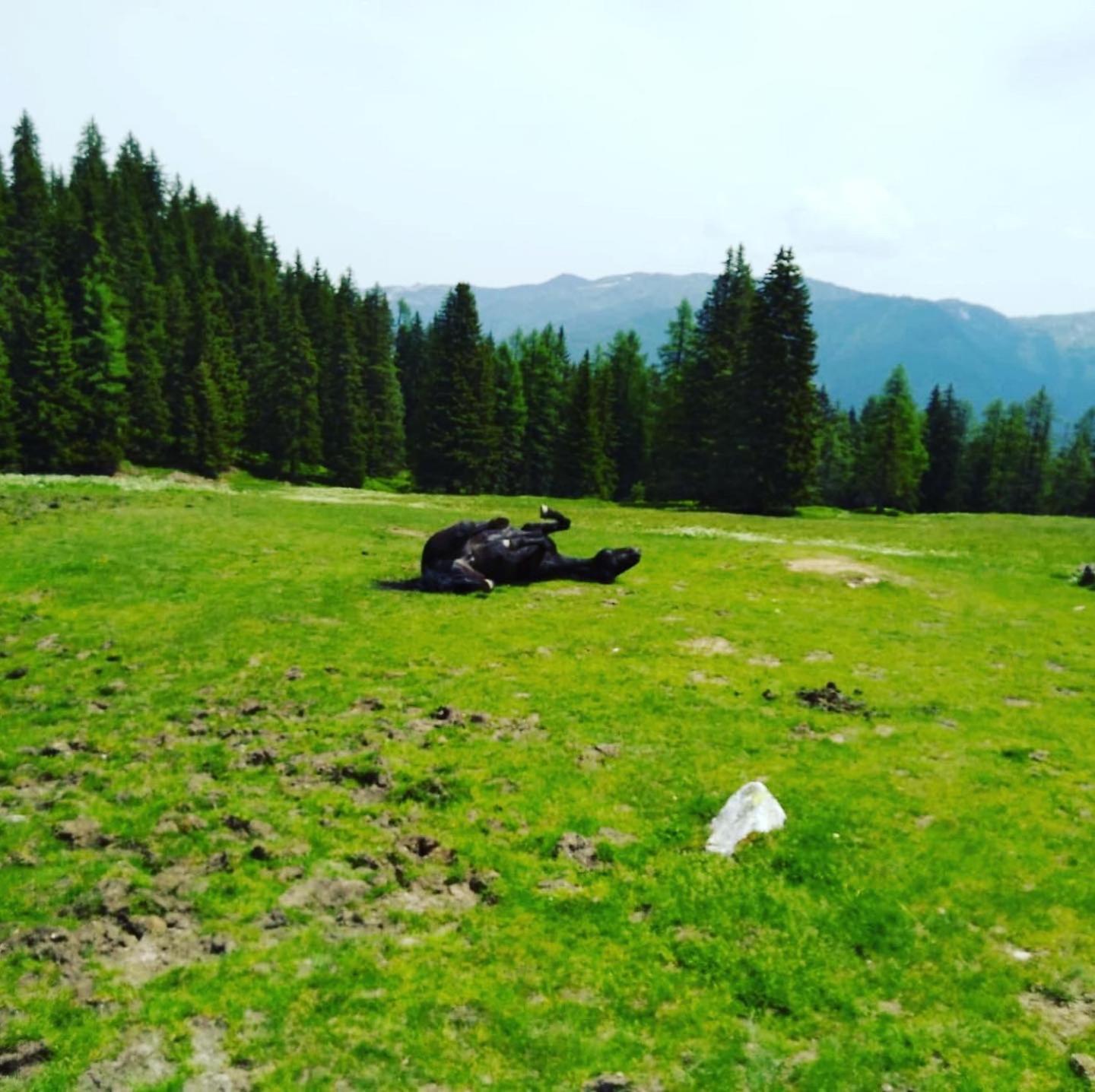 Lindbichlhof Urlaub am Bio Bauernhof