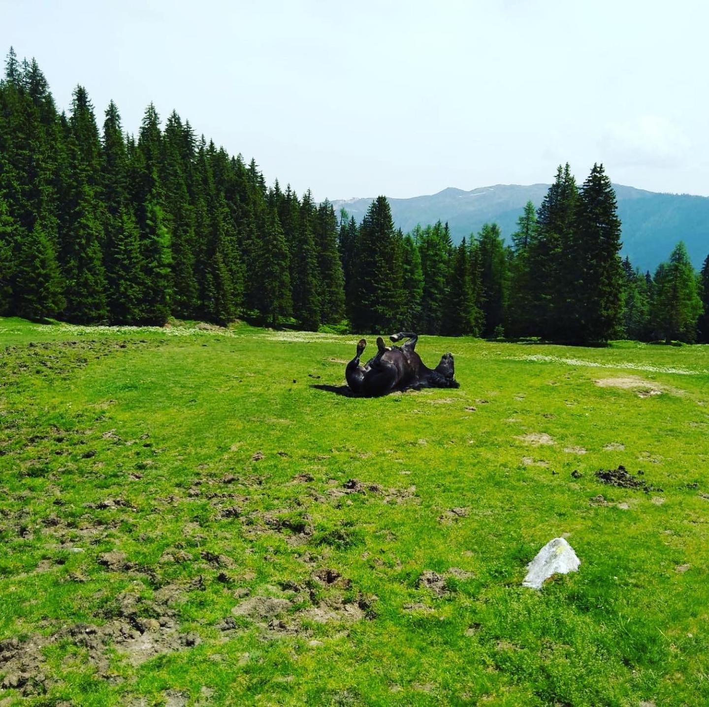 Lindbichlhof Urlaub am Bio Bauernhof