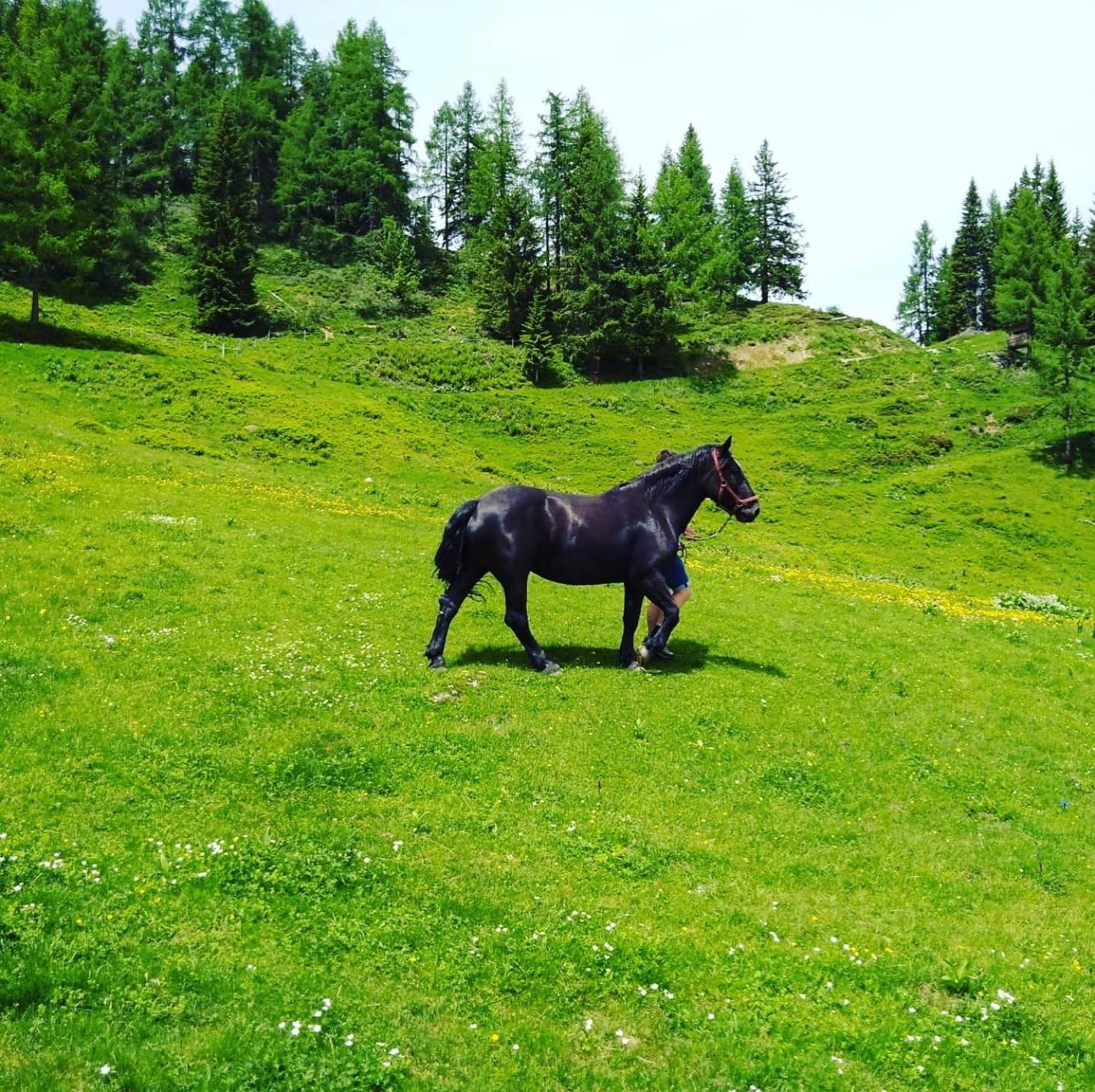 Lindbichlhof Urlaub am Bio Bauernhof