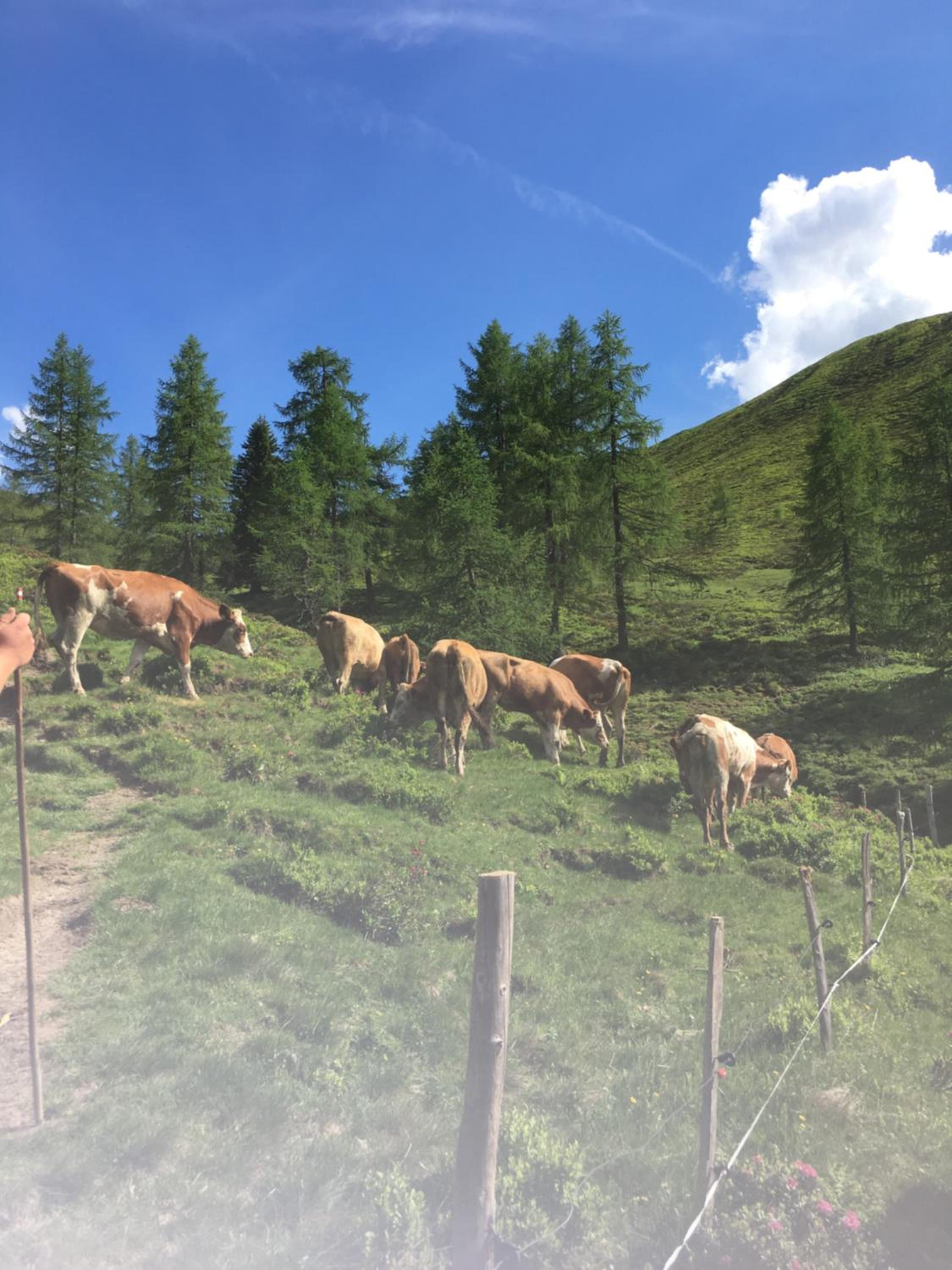 Lindbichlhof Urlaub am Bio Bauernhof