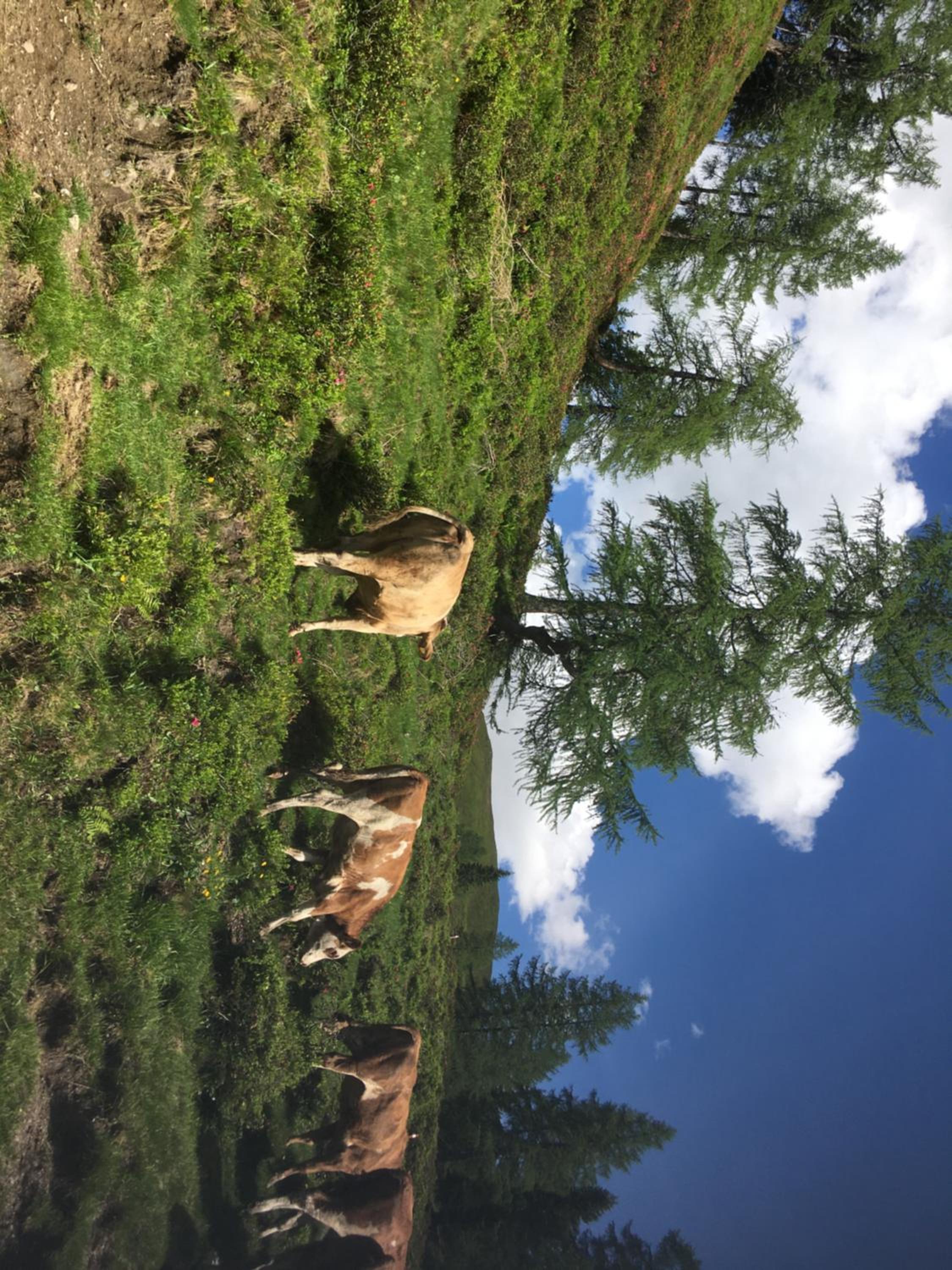 Lindbichlhof Urlaub am Bio Bauernhof