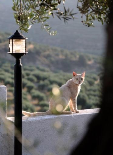 Cretan Country house