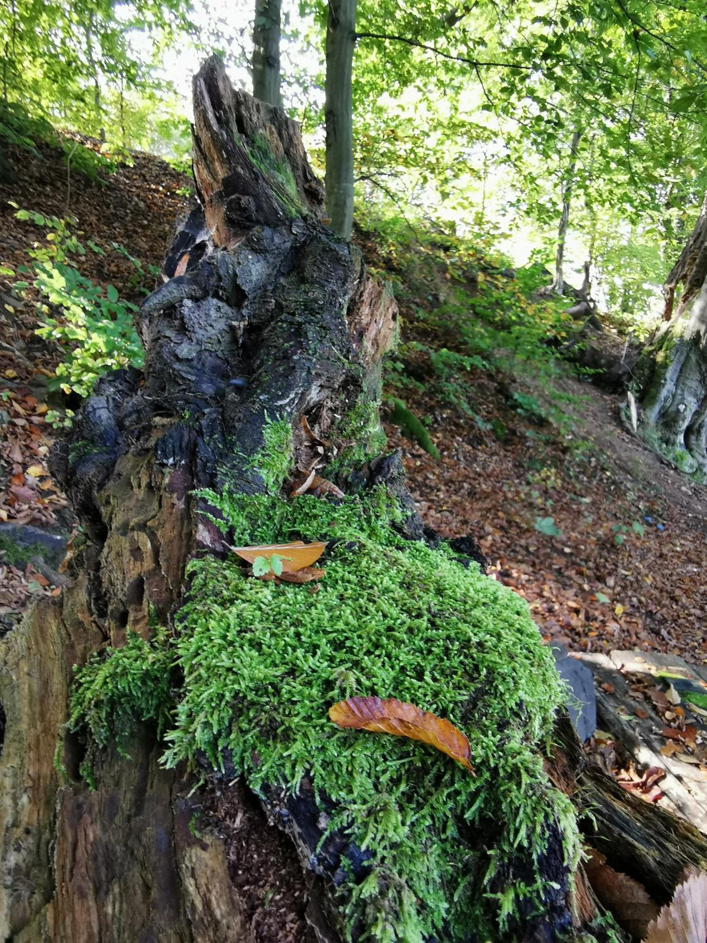 Karancsvölgyi Pihenőház