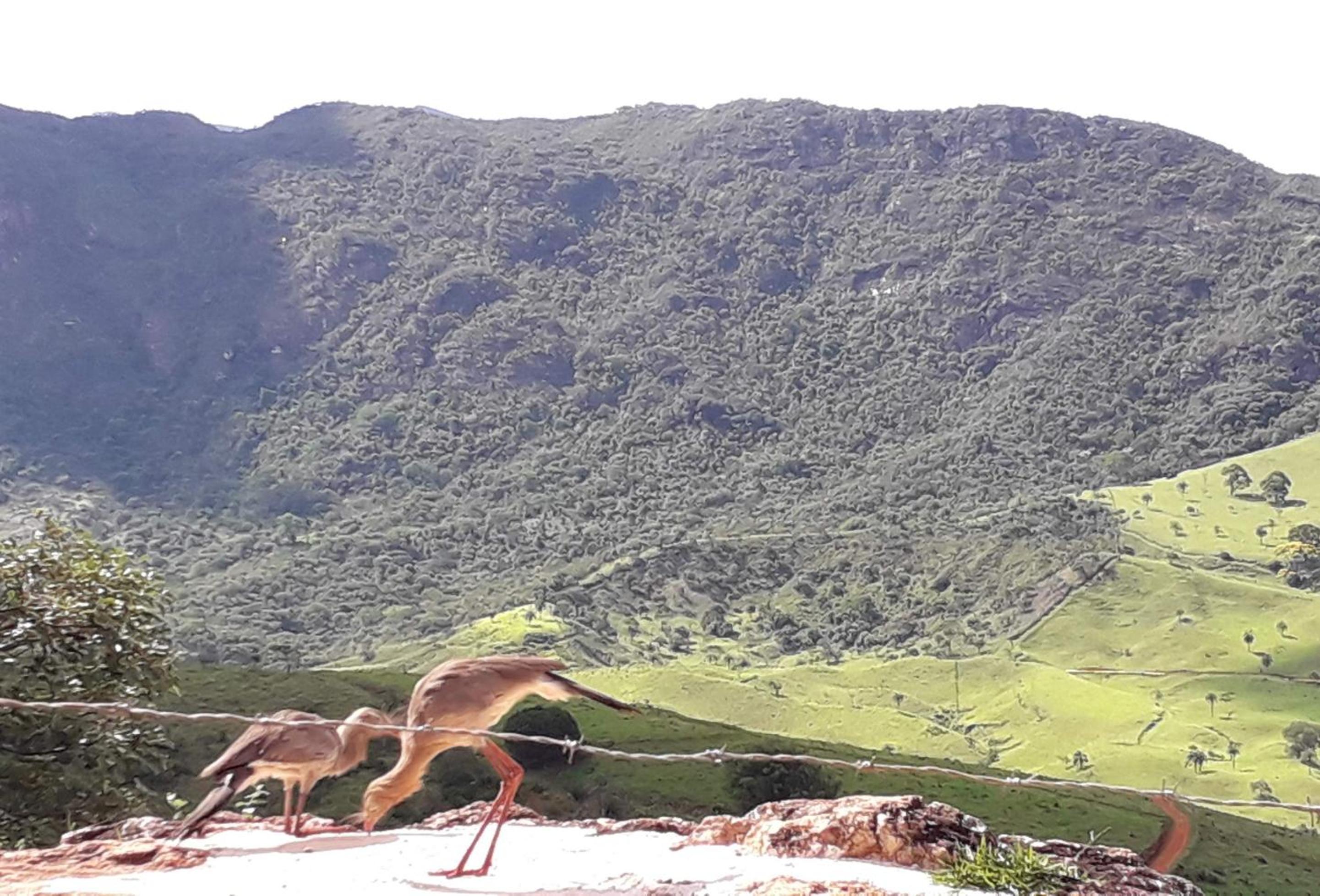 Sítio, Casa grande, bem espaçosa, em Itambe do Mato Dentro, Cabeça de Boi