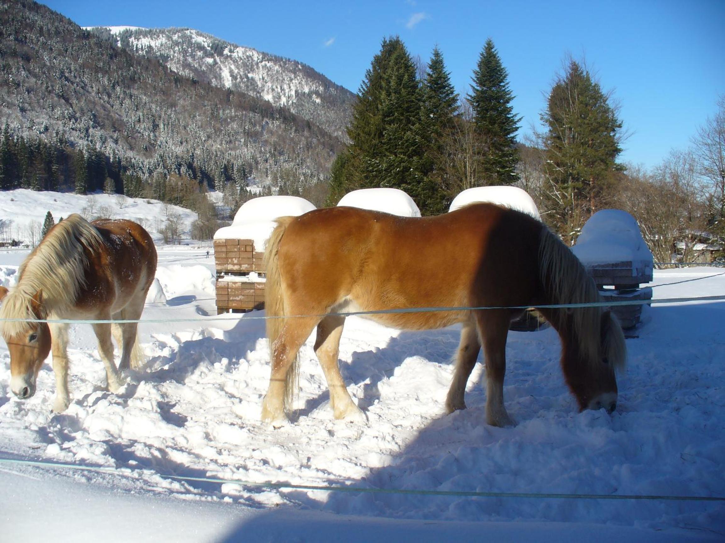 Ferienwohnungen Hamberger view 4