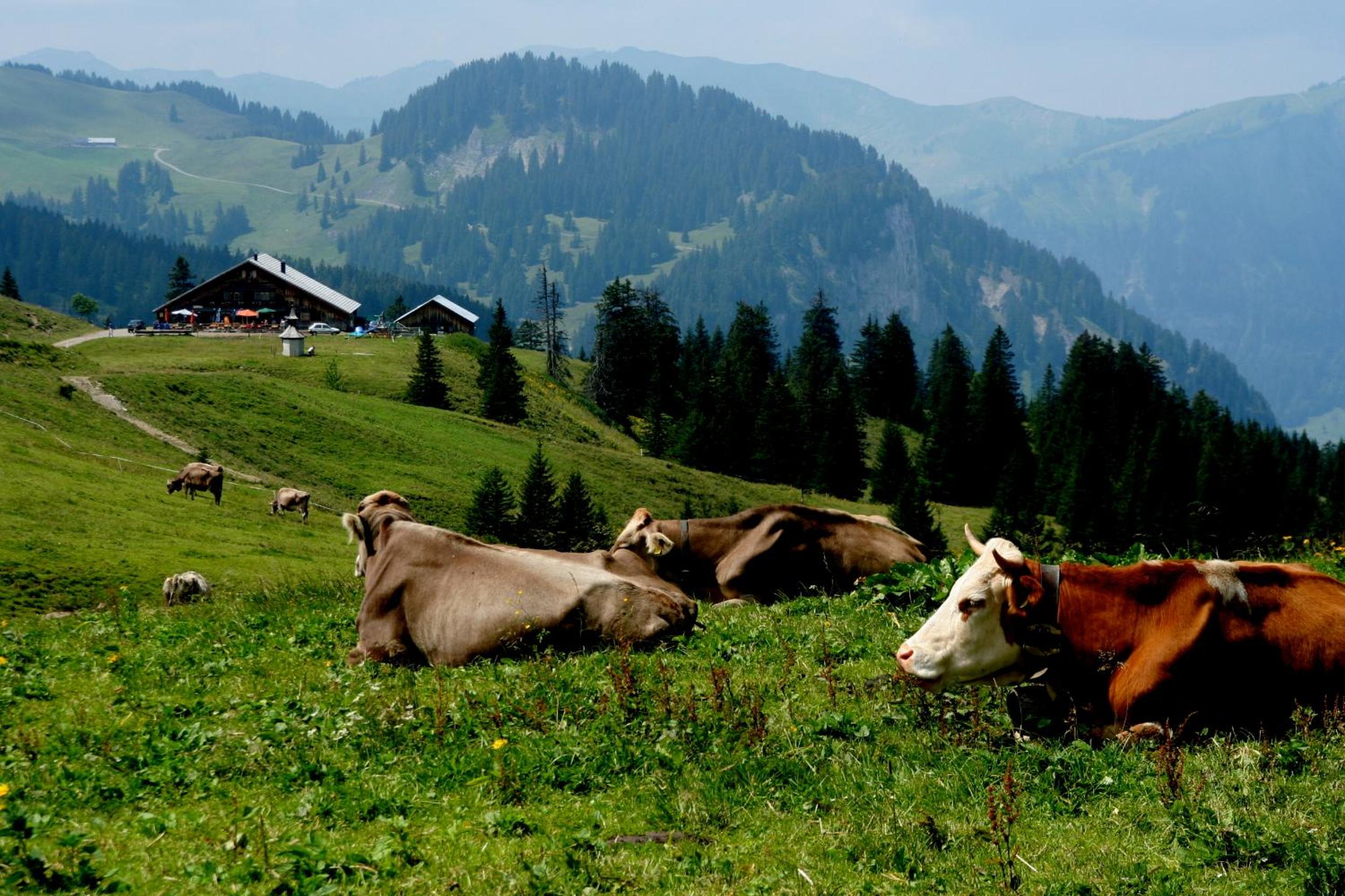 Dorfgasthof Adler