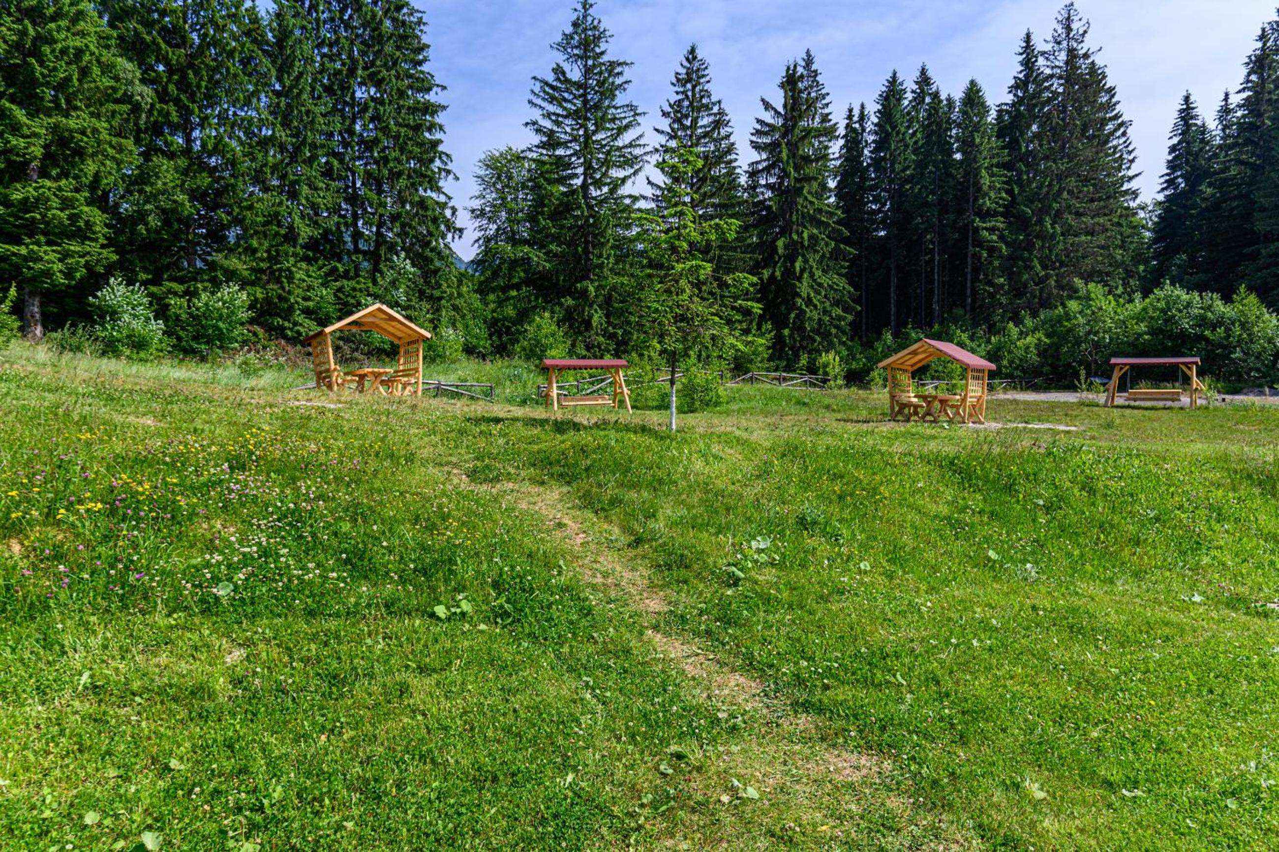 Forest corner in silver mountain of poiana brasov view 3