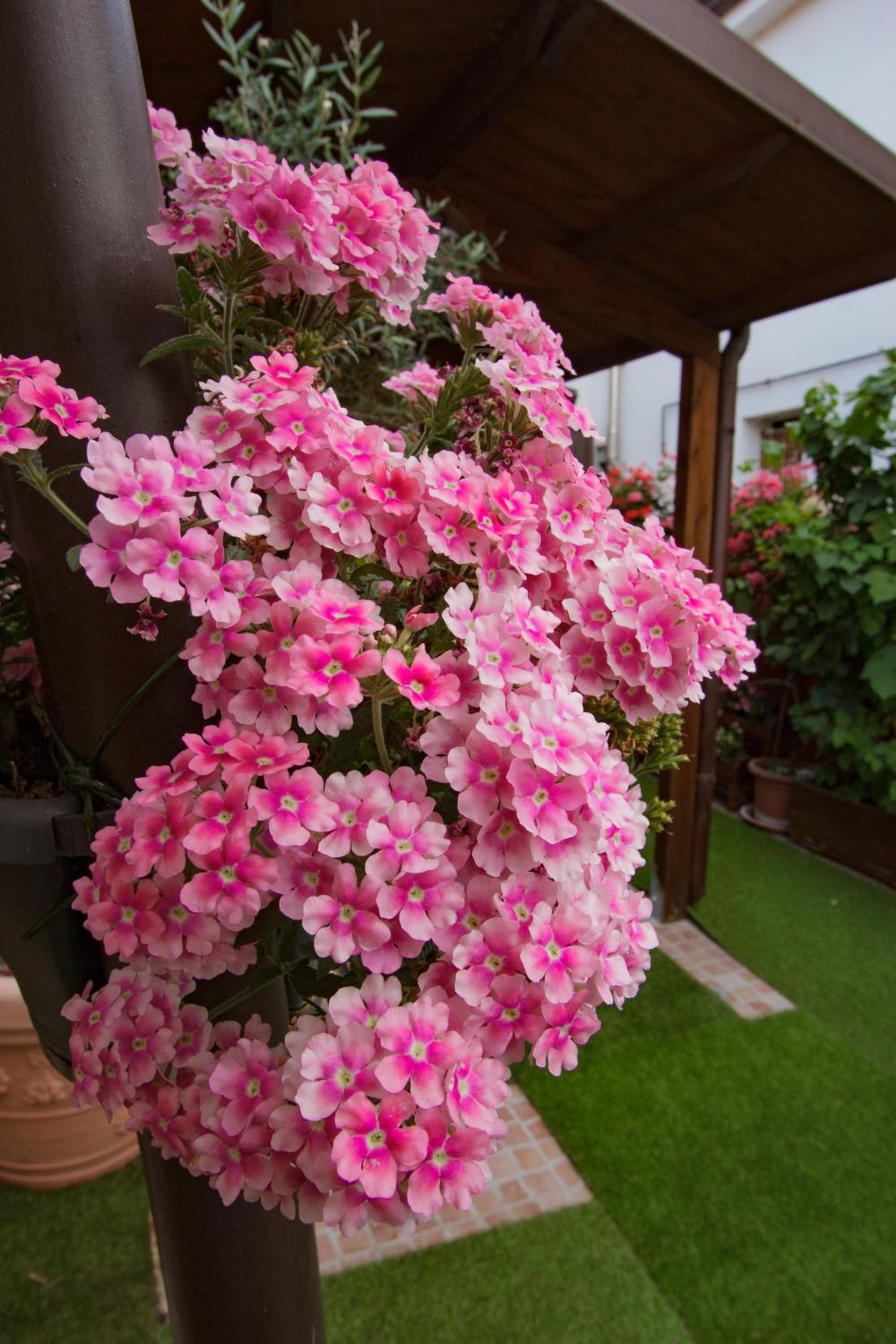 Eden Lilli B&B, photo 64