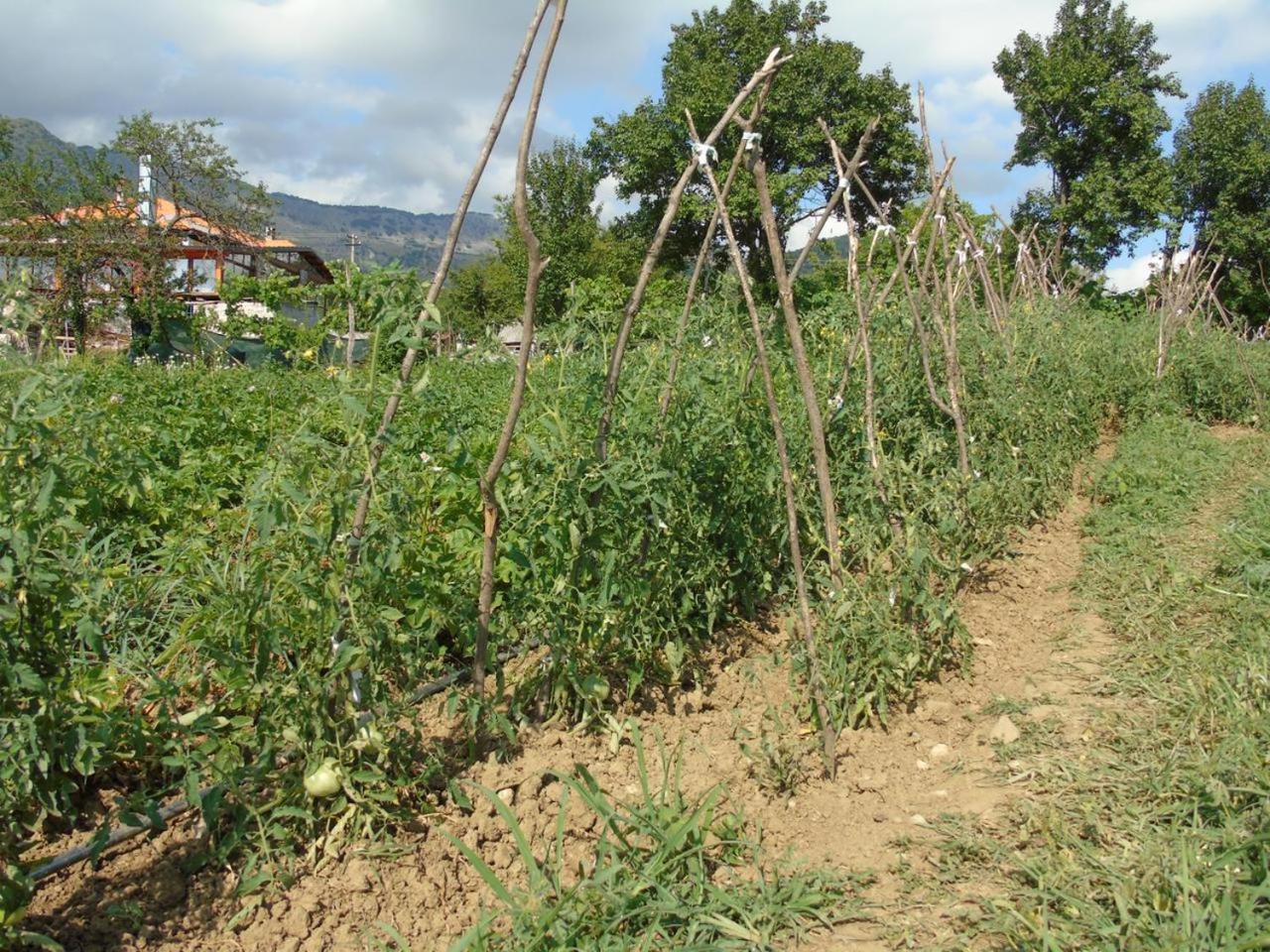 VILA DISHA