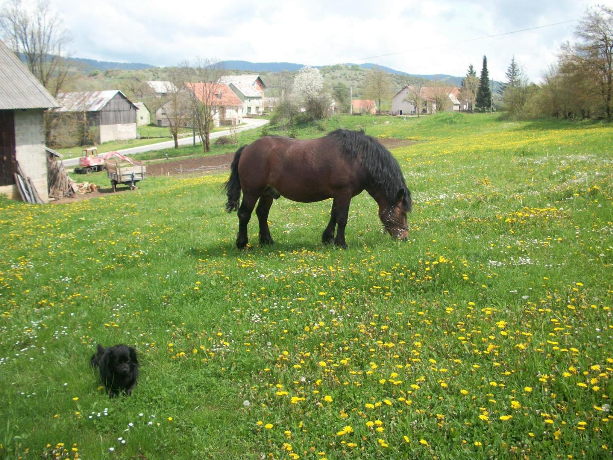 Photo 29