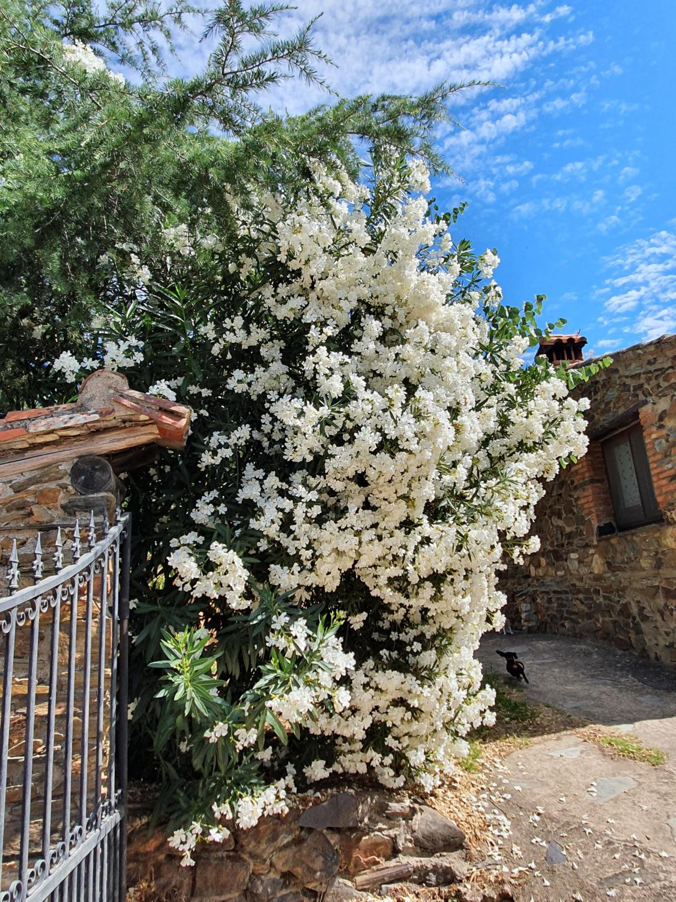 El Jiniebro Turismo Rural