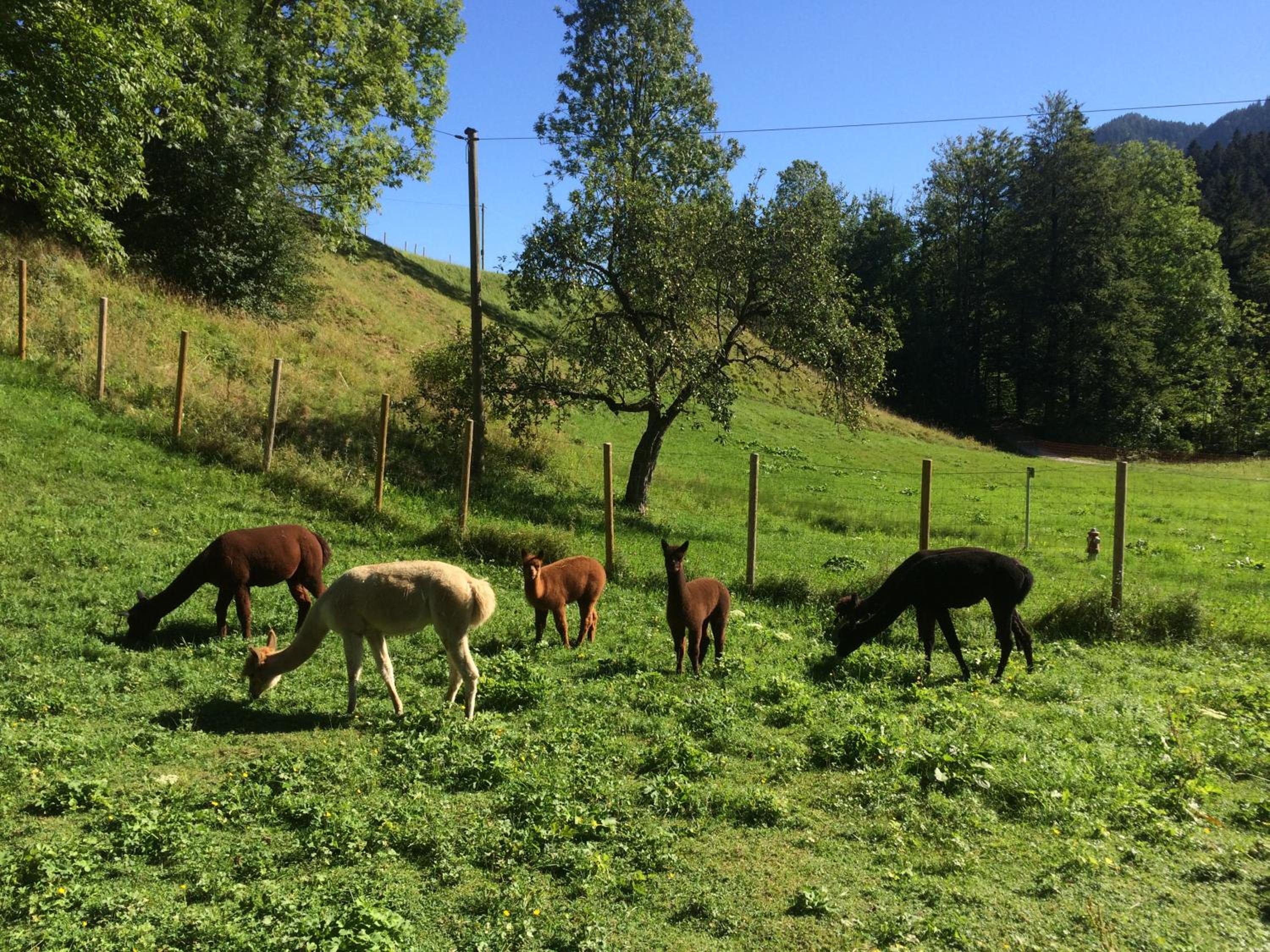 Alpaka-Hof Landinger