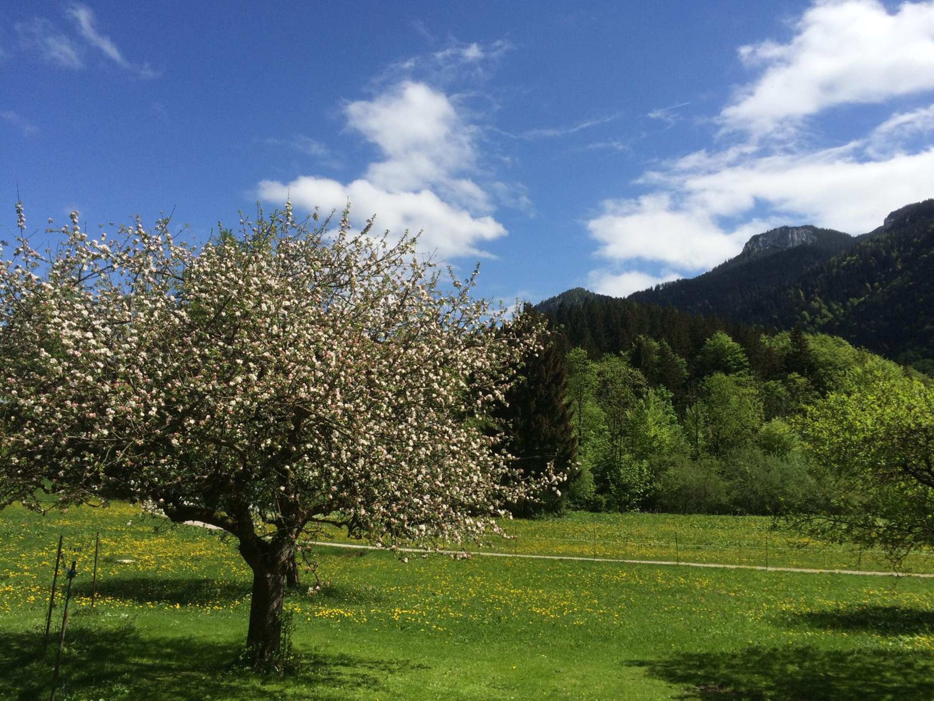 Alpaka-Hof Landinger