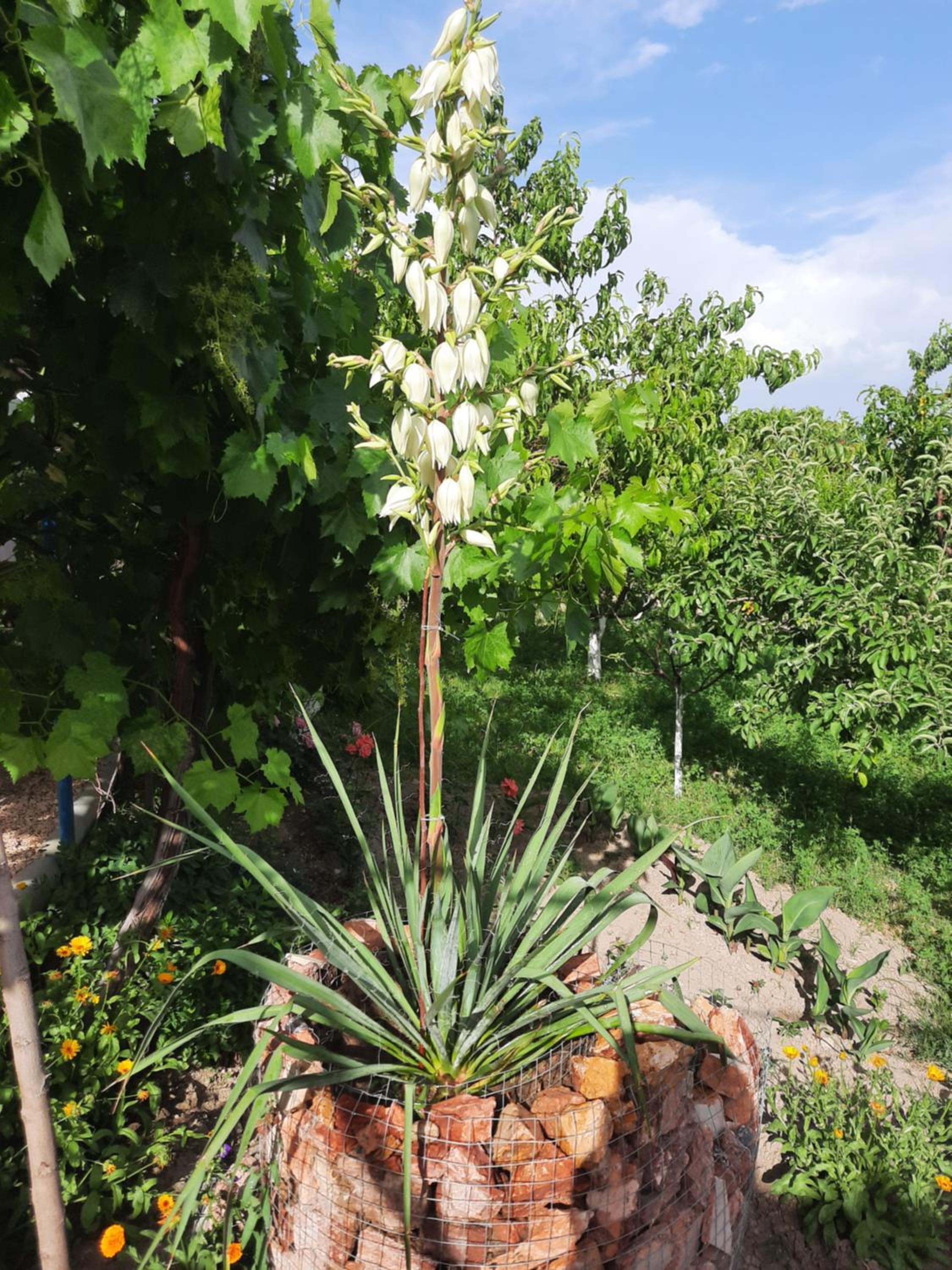 Ararat B&B