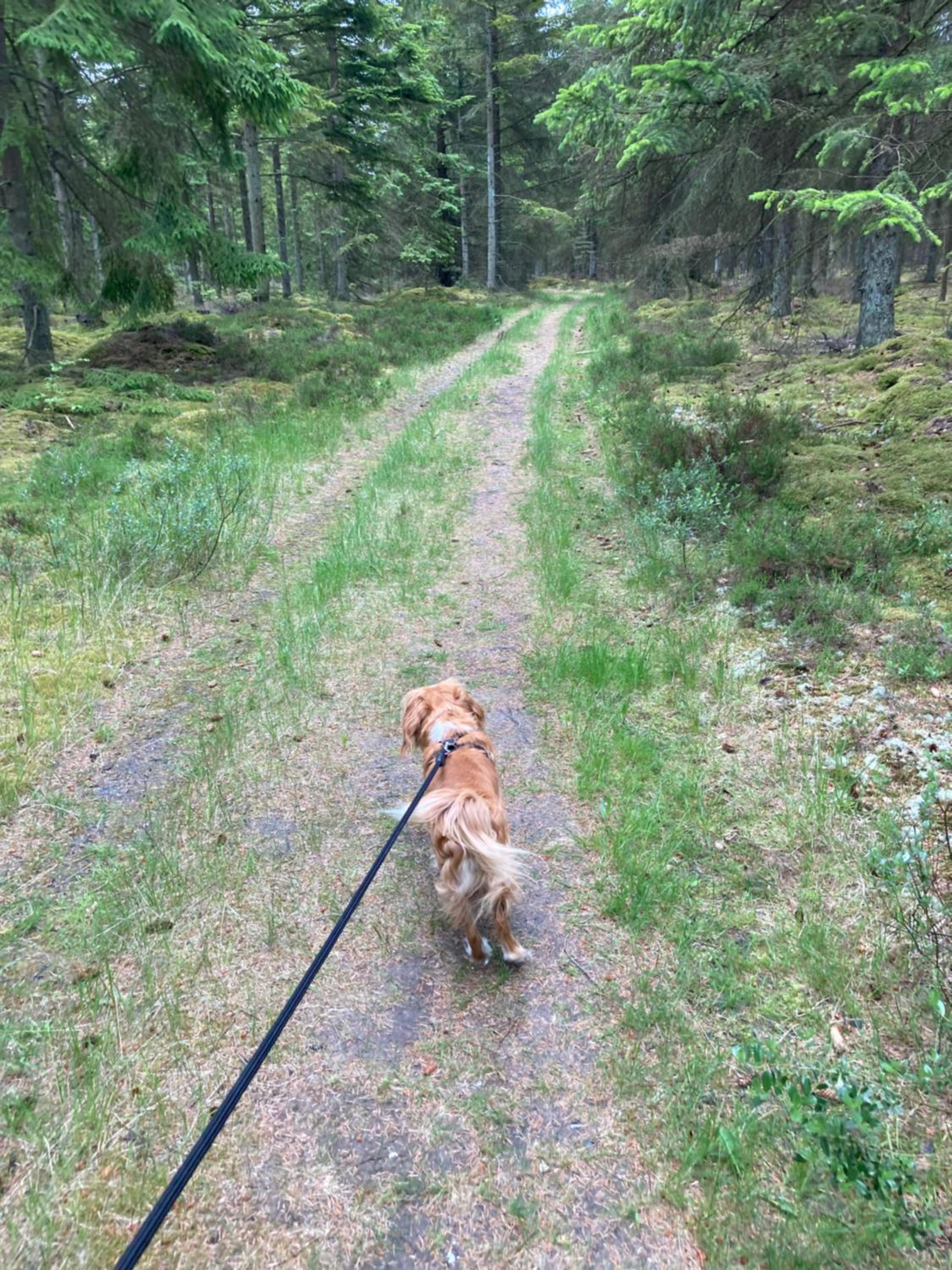 Det blågrønne Hus