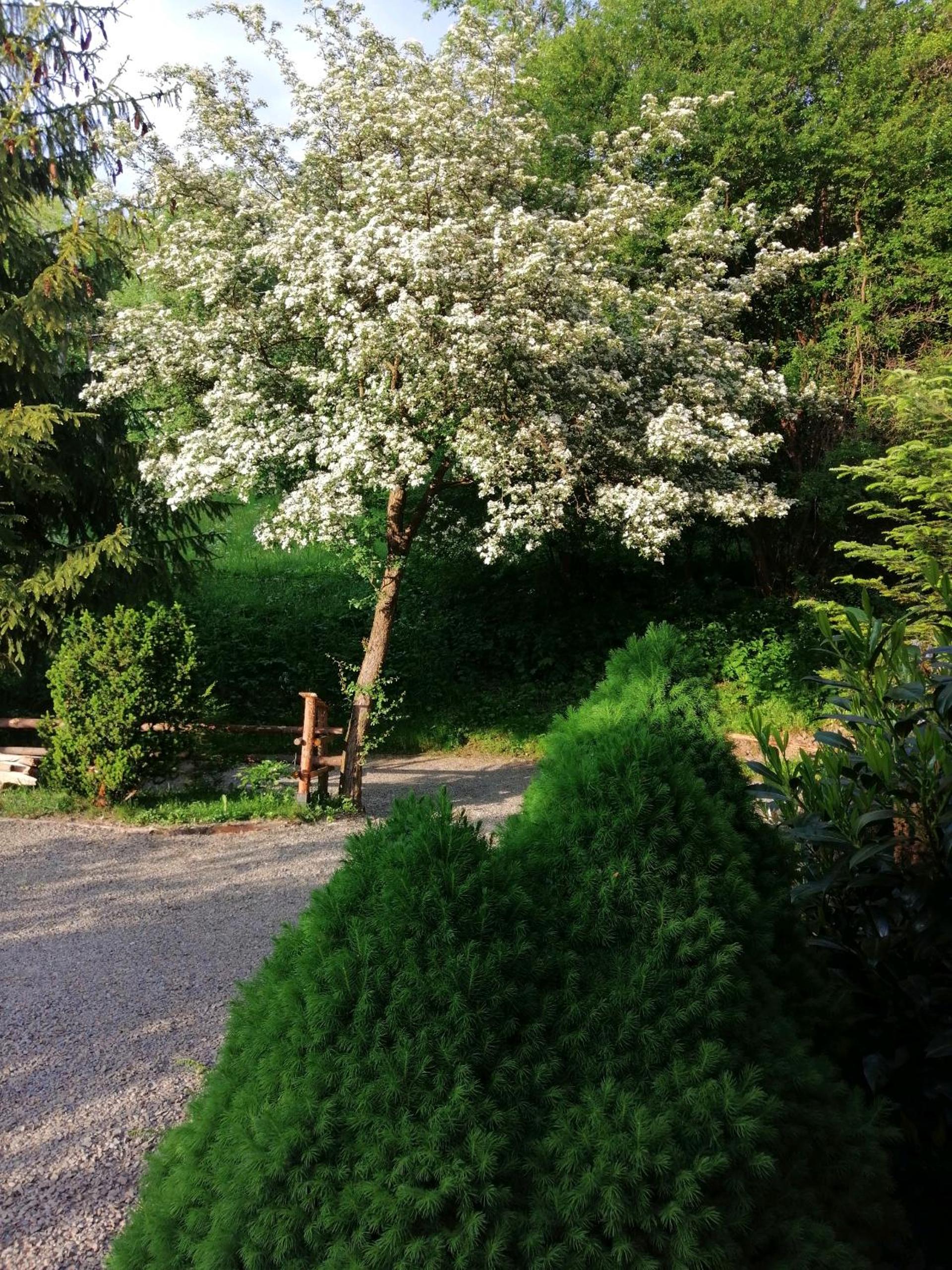 Photo 45