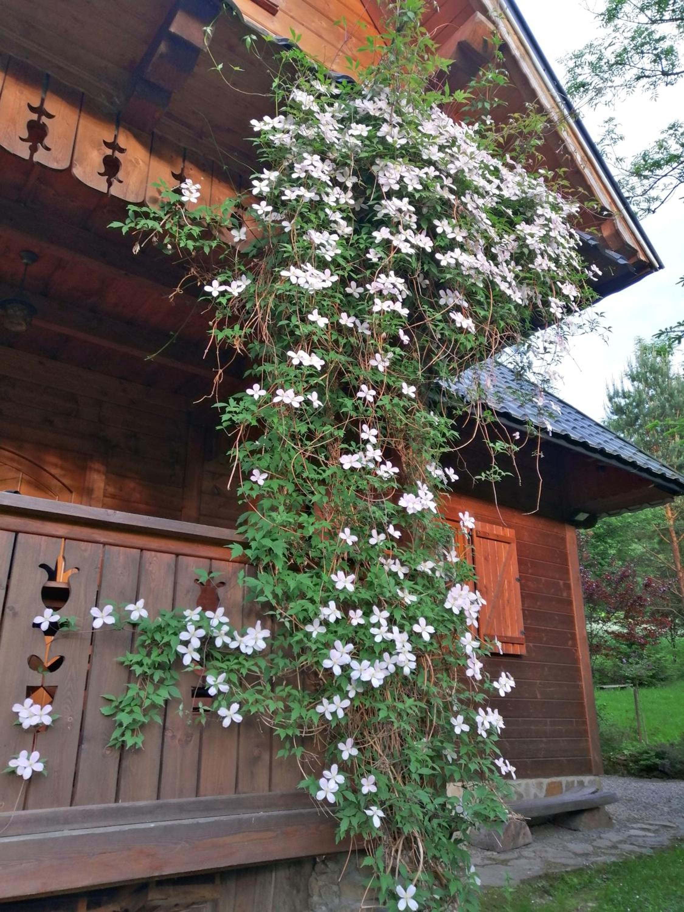 Photo 46