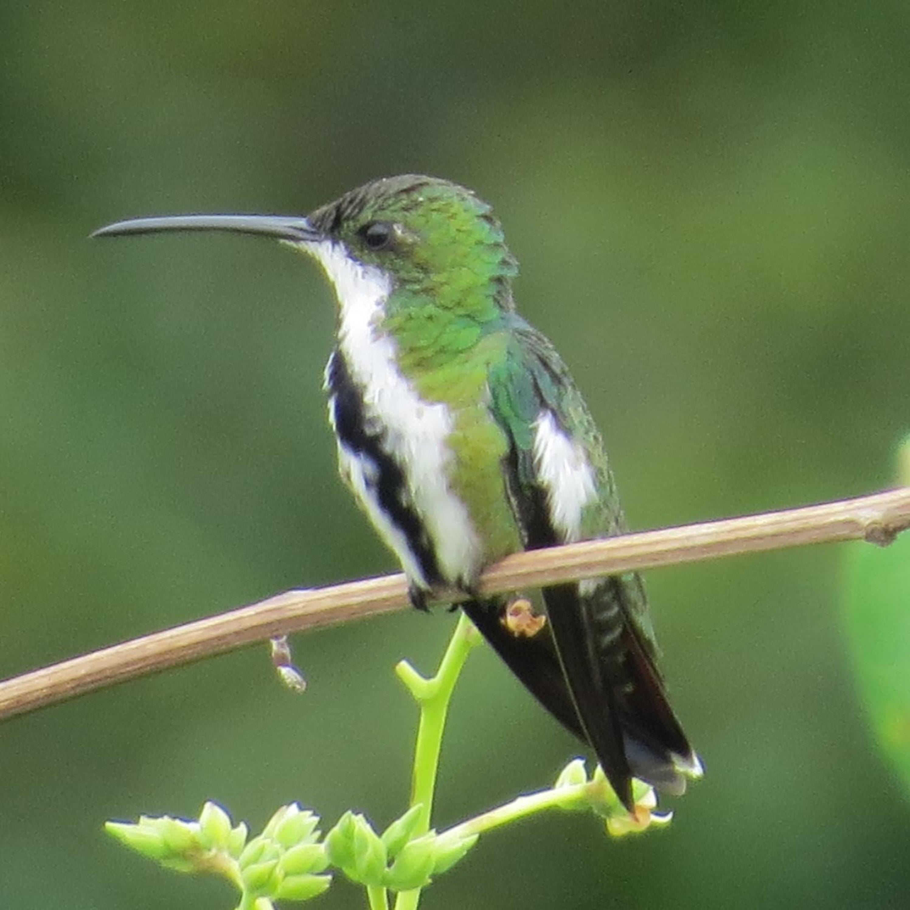 Alta Vista Amazon Lodge