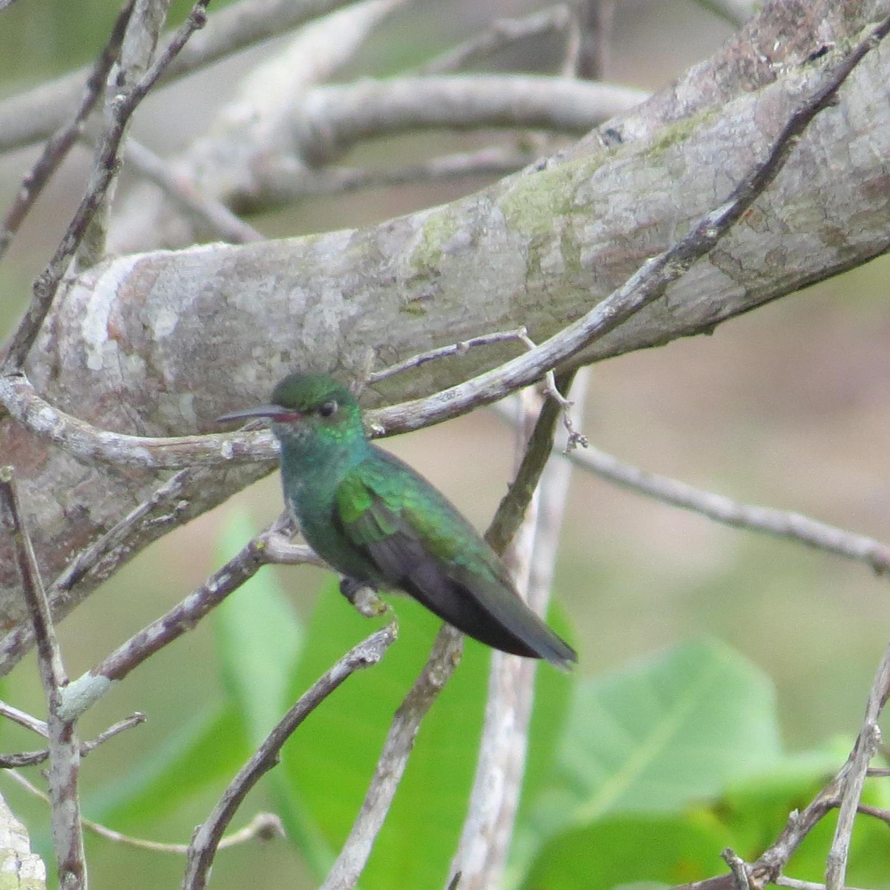 Alta Vista Amazon Lodge