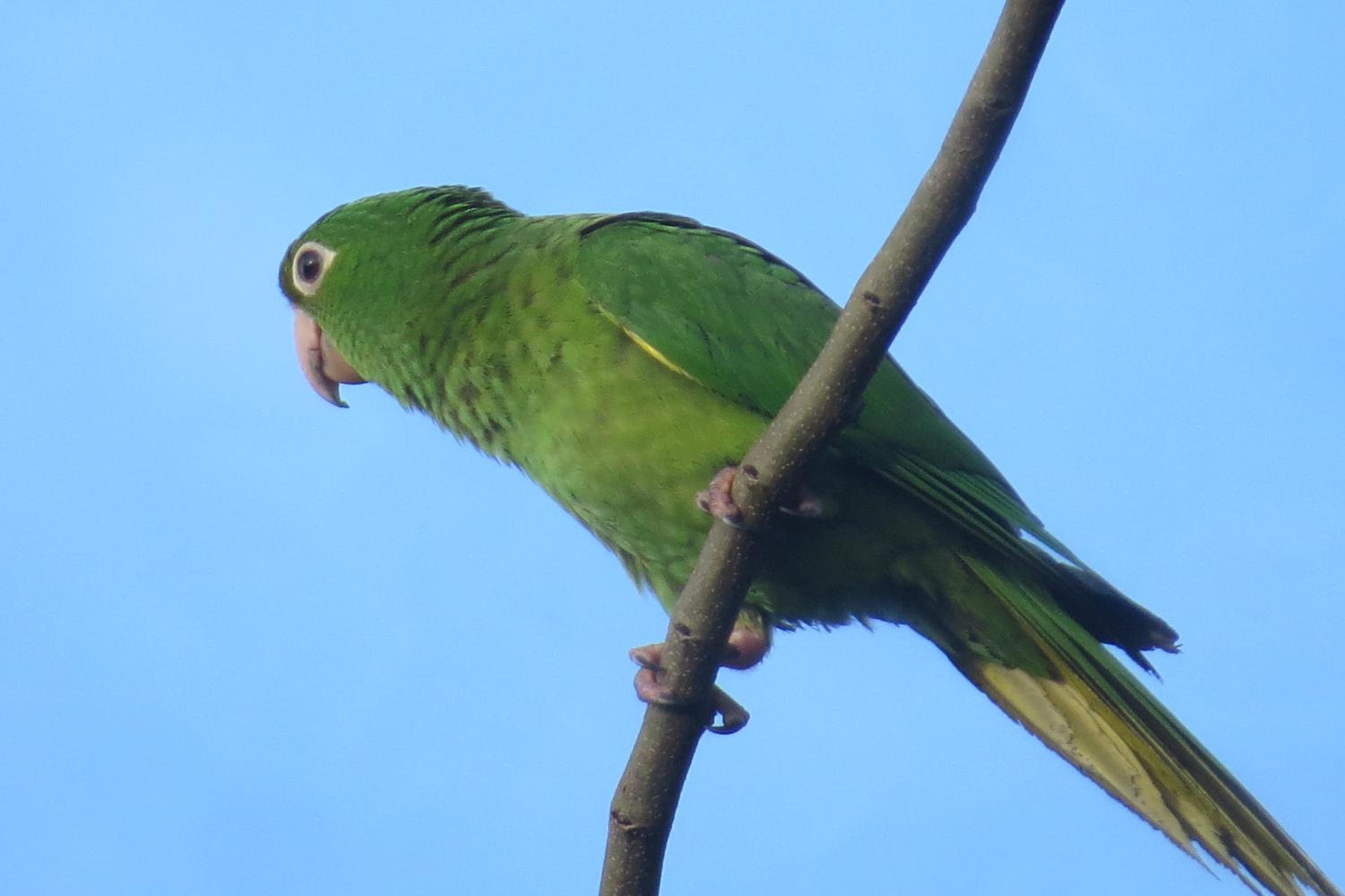 Alta Vista Amazon Lodge