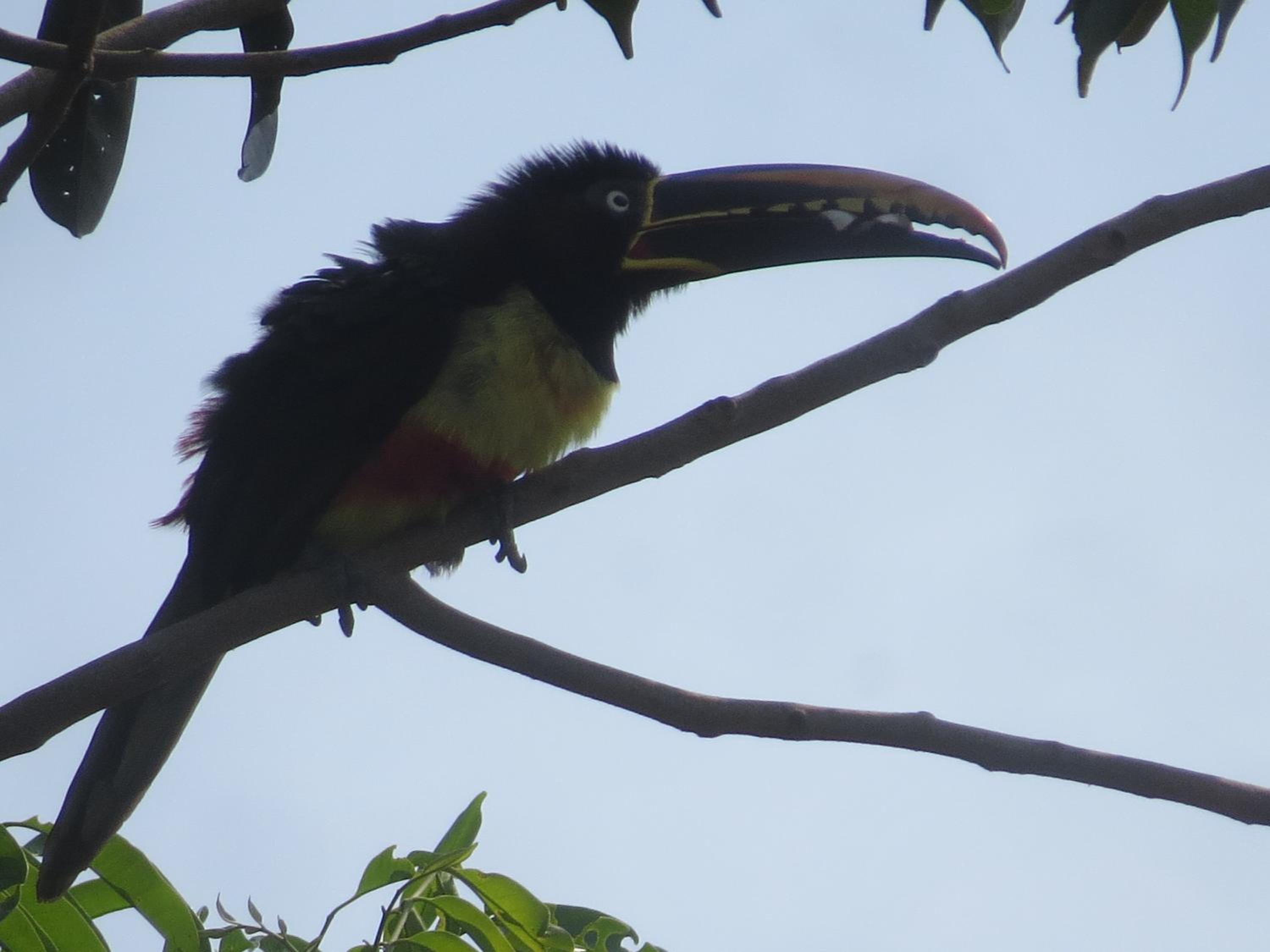 Alta Vista Amazon Lodge