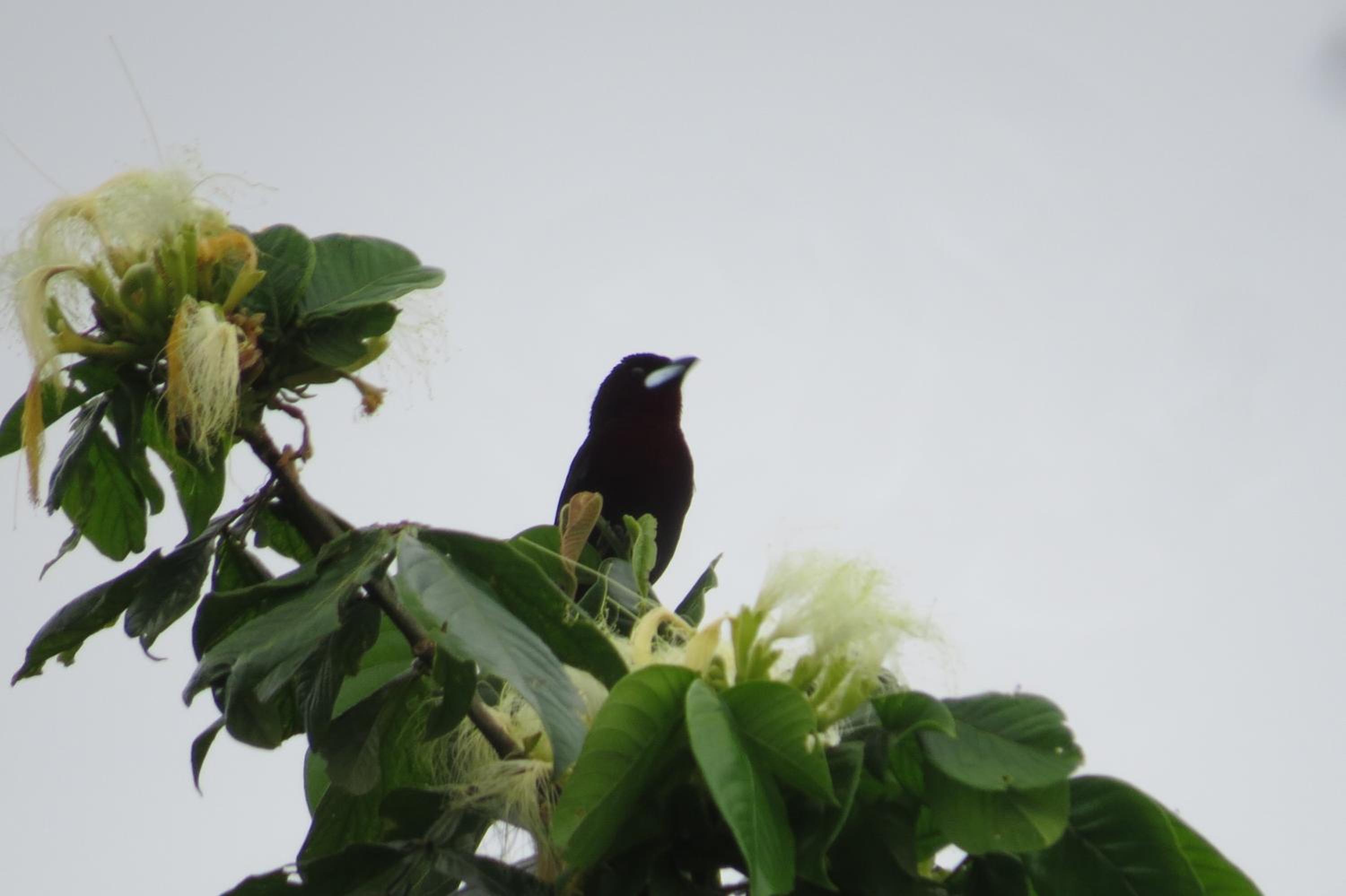 Alta Vista Amazon Lodge