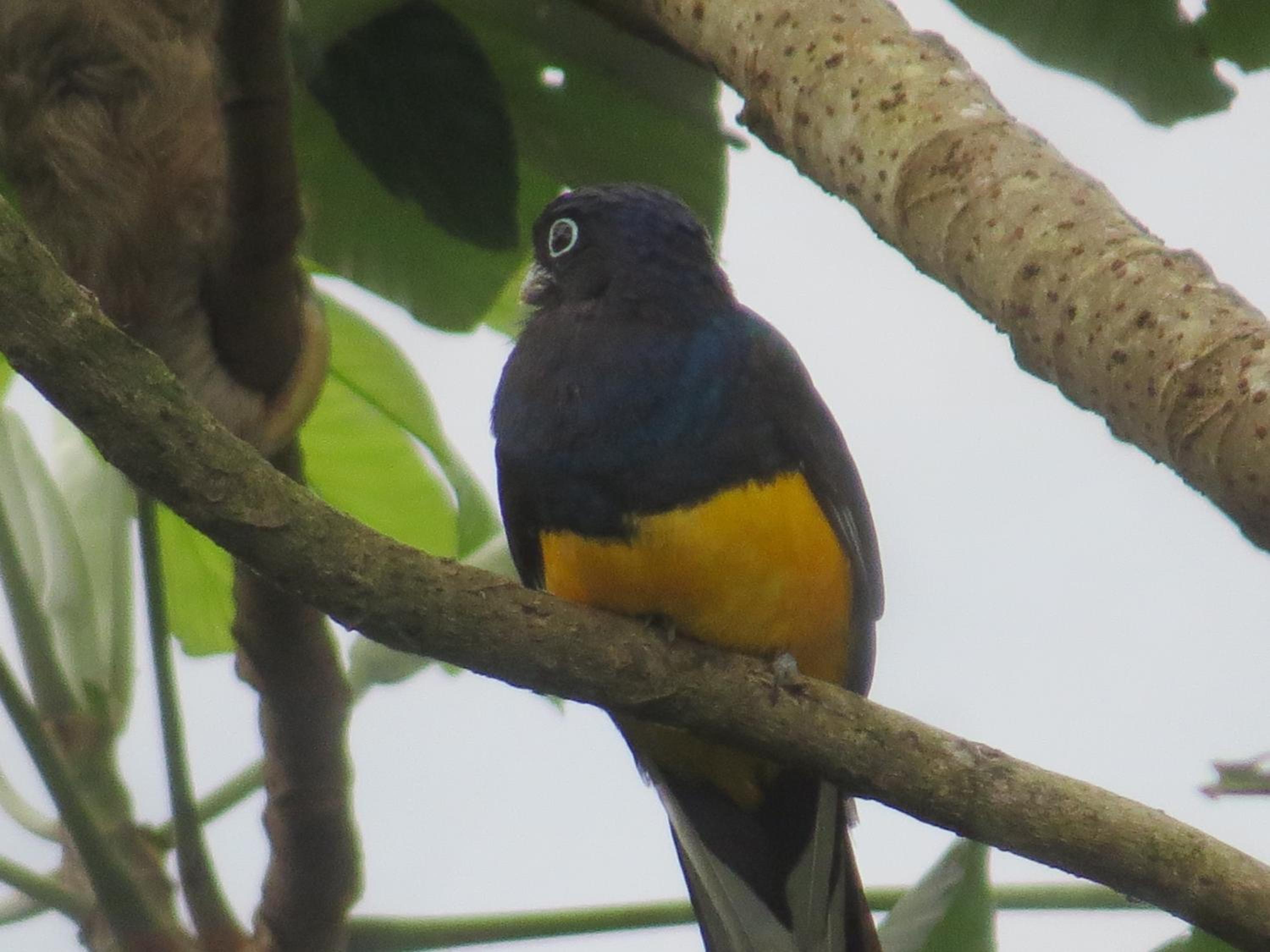 Alta Vista Amazon Lodge