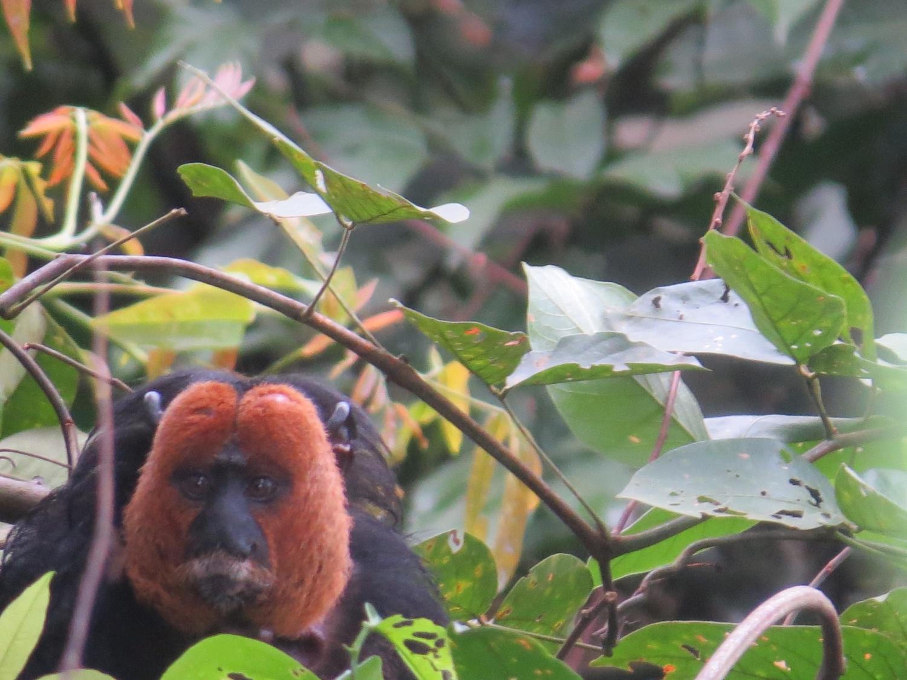 Alta Vista Amazon Lodge