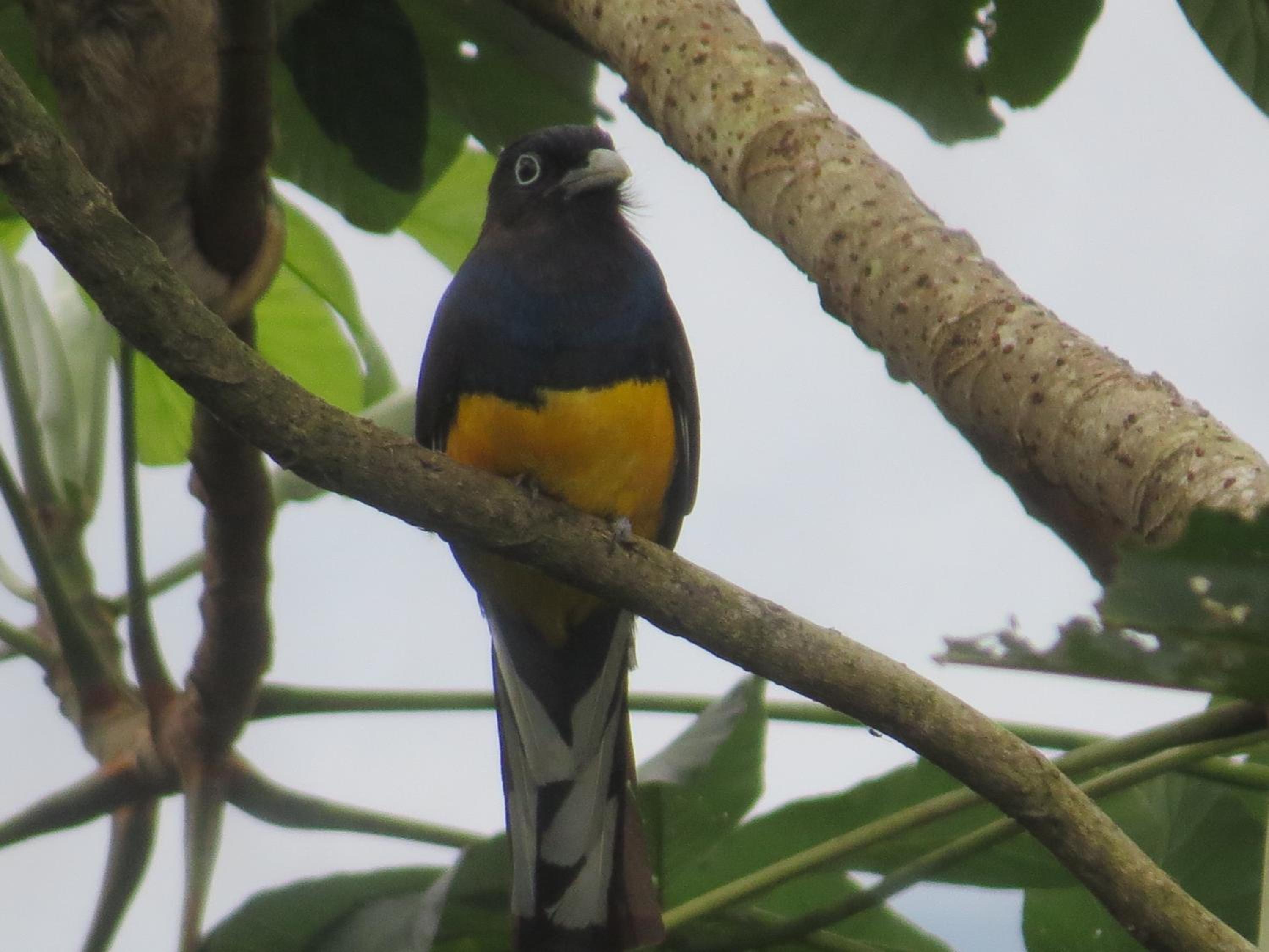 Alta Vista Amazon Lodge