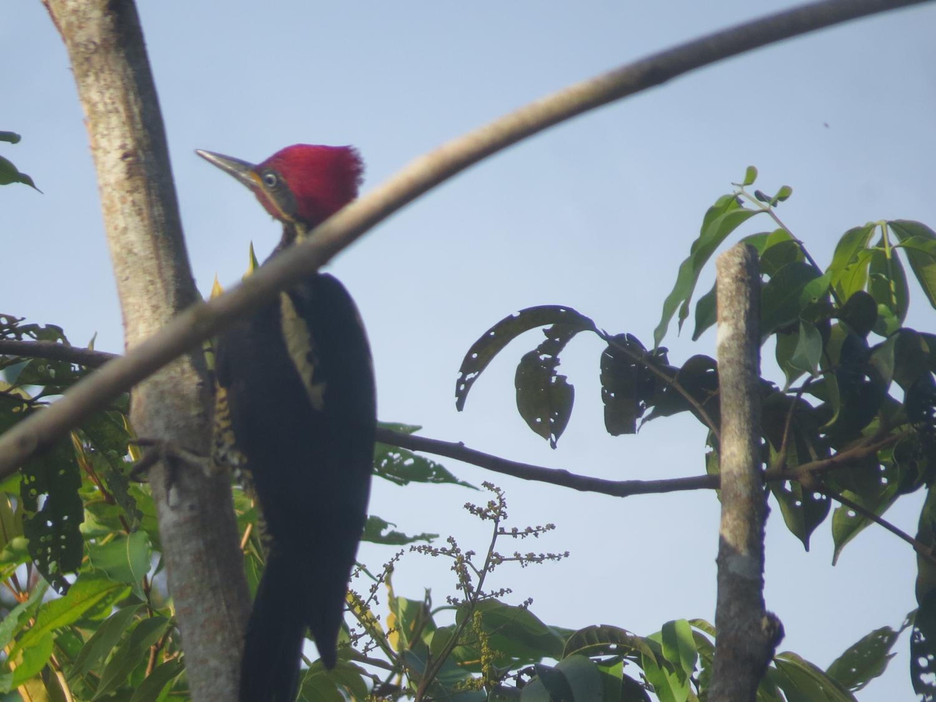 Alta Vista Amazon Lodge