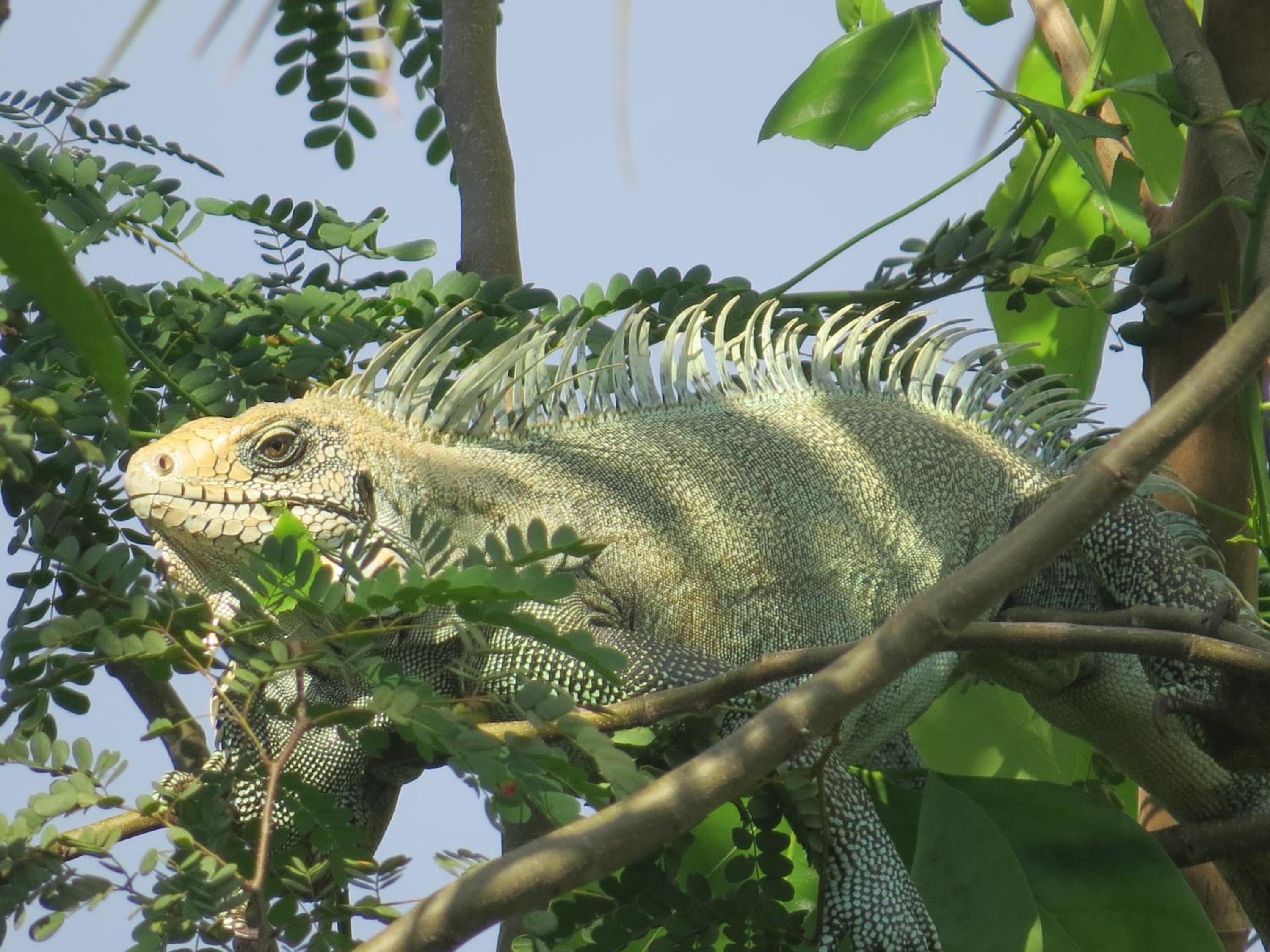 Alta Vista Amazon Lodge
