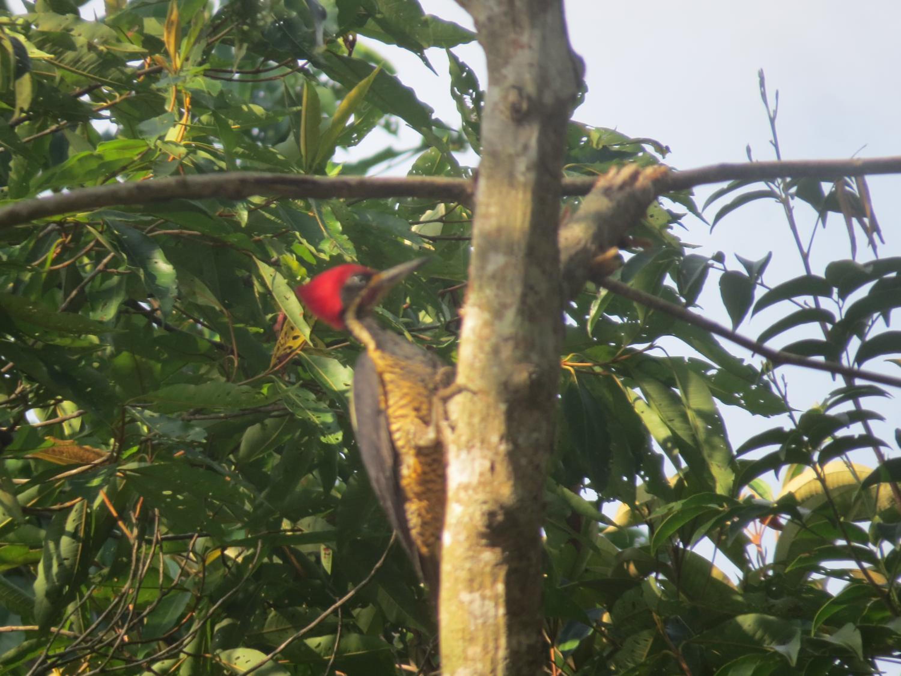 Alta Vista Amazon Lodge