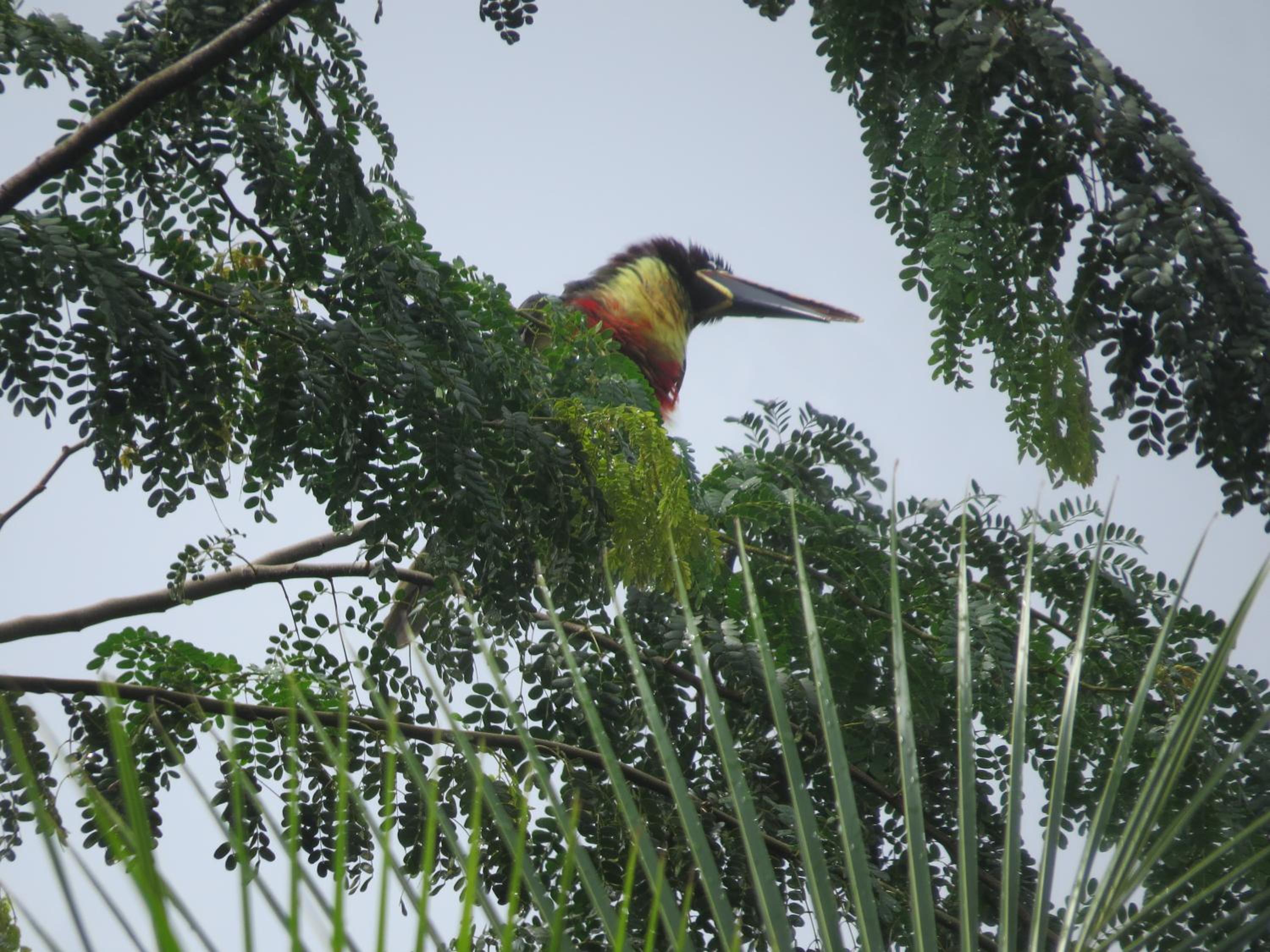 Alta Vista Amazon Lodge