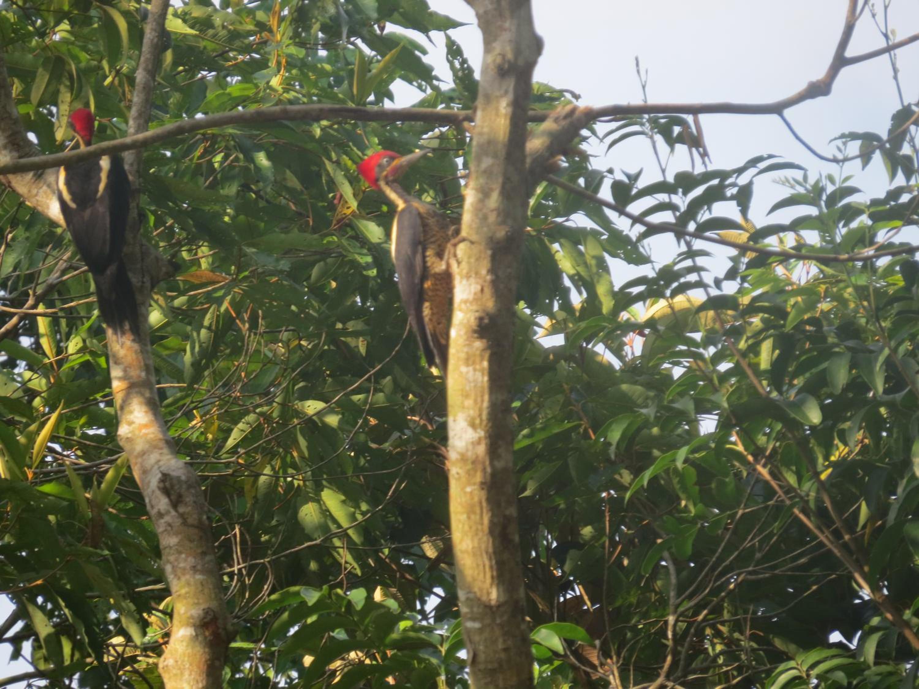 Alta Vista Amazon Lodge