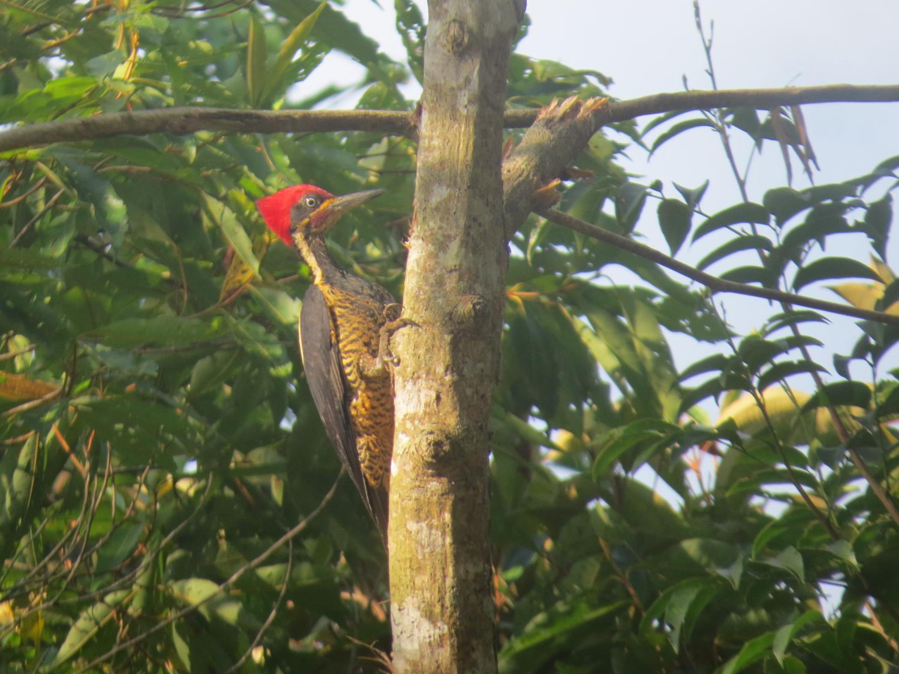 Alta Vista Amazon Lodge