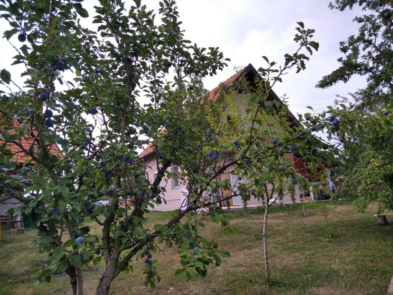 Photo 52