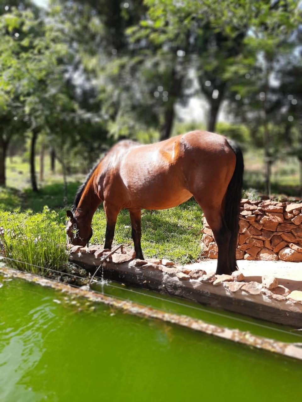 Little Forest Farm view 5