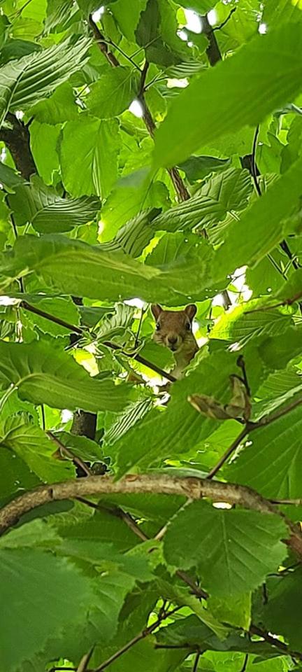 Photo 36