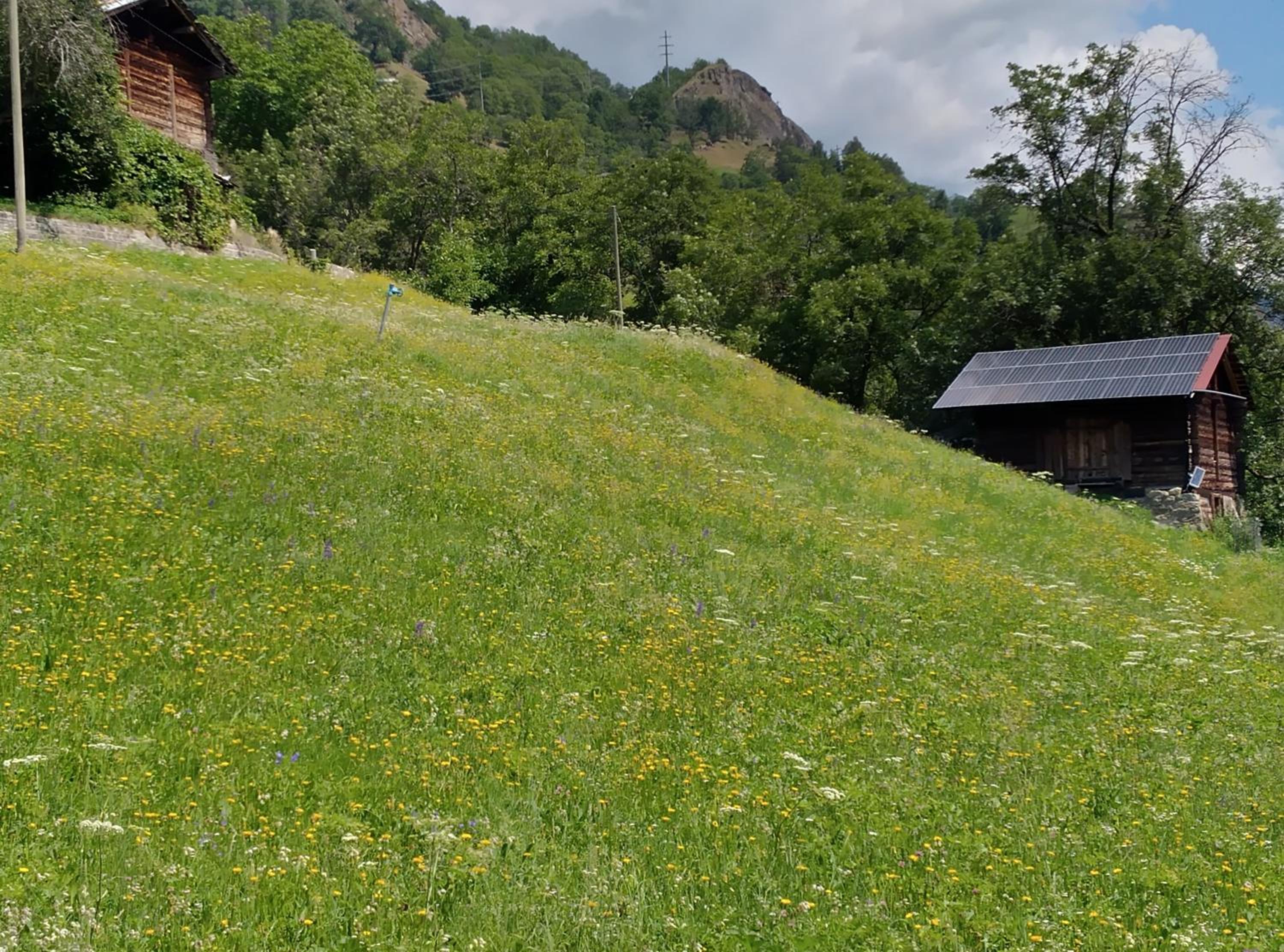 Arve, photo 8