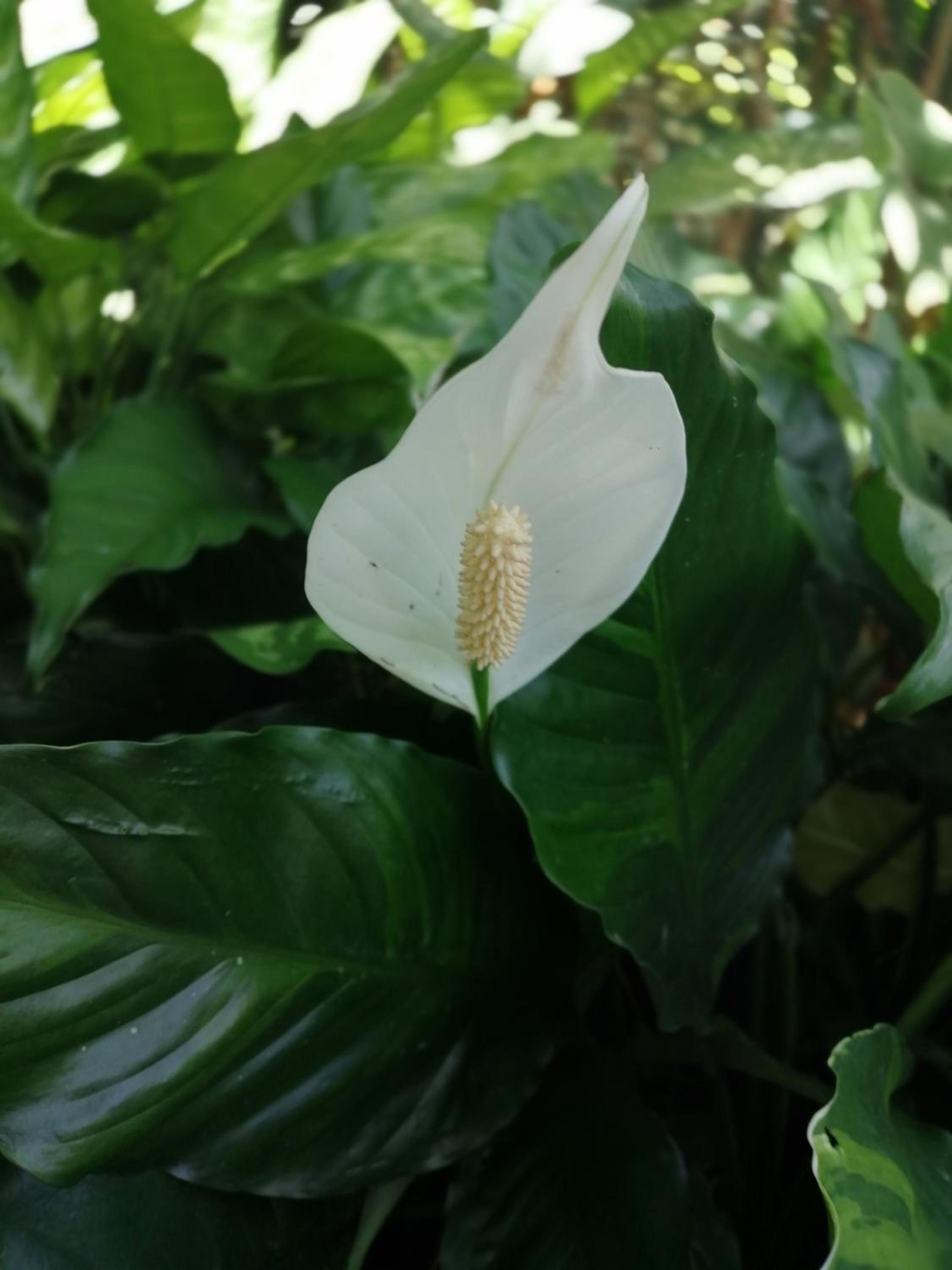 Photo 49