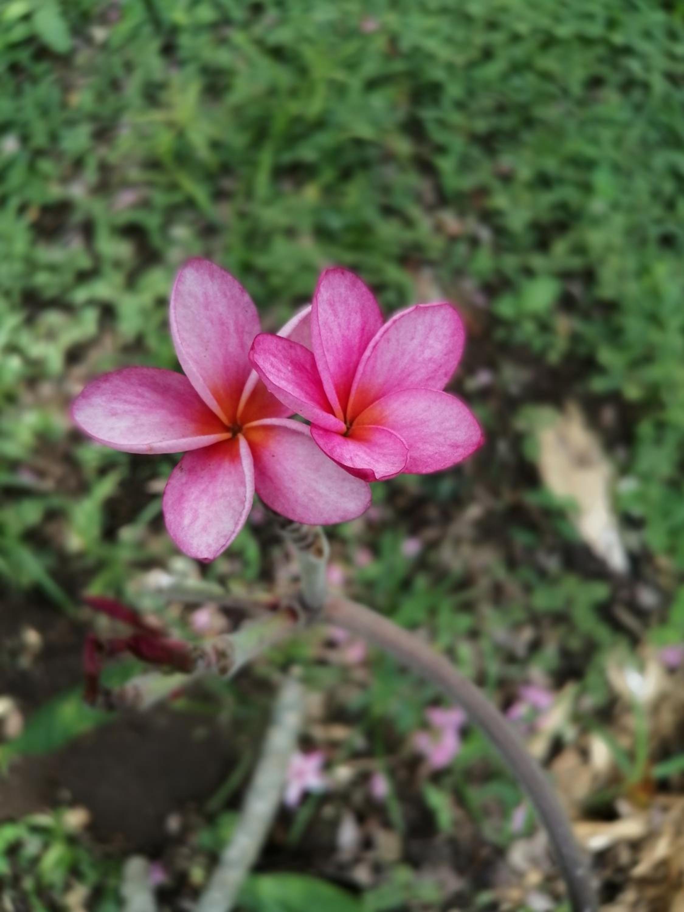 Photo 46