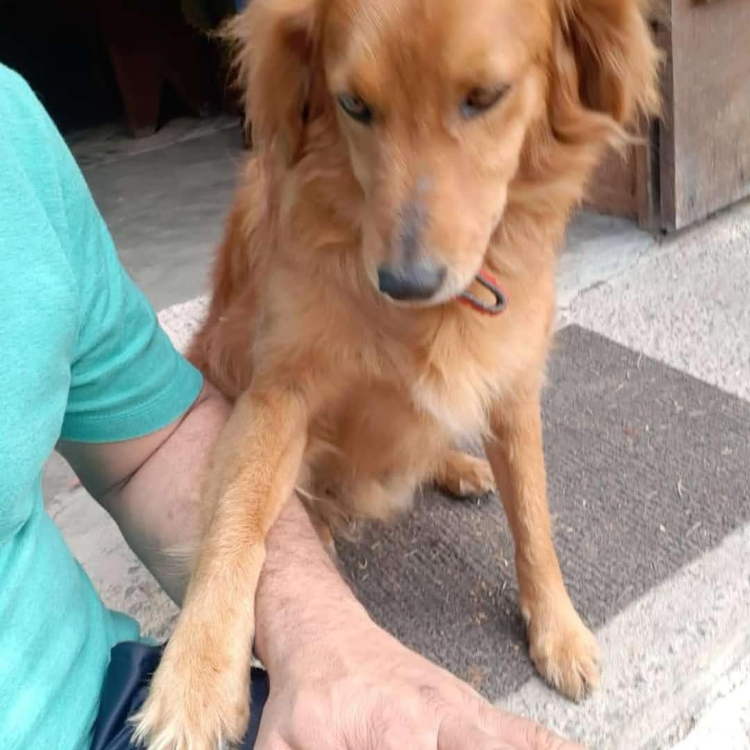 human
