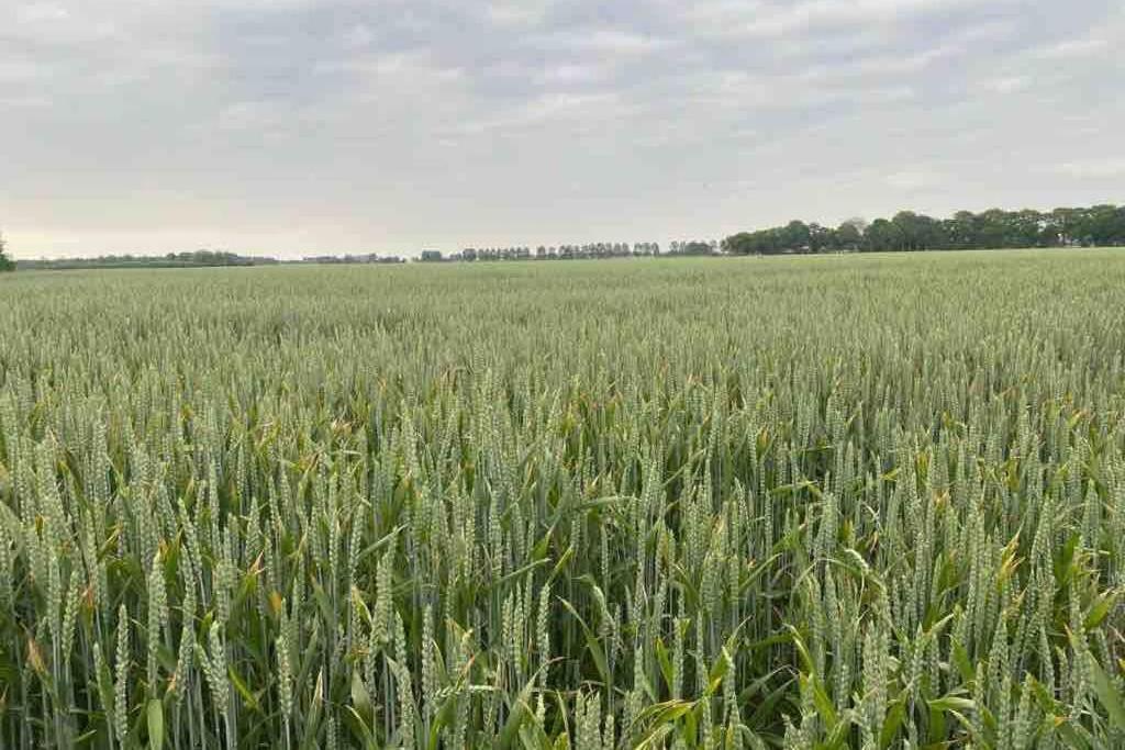 Schrijvershuisje - sfeer & stilte Zeeuws Vlaanderen view 2